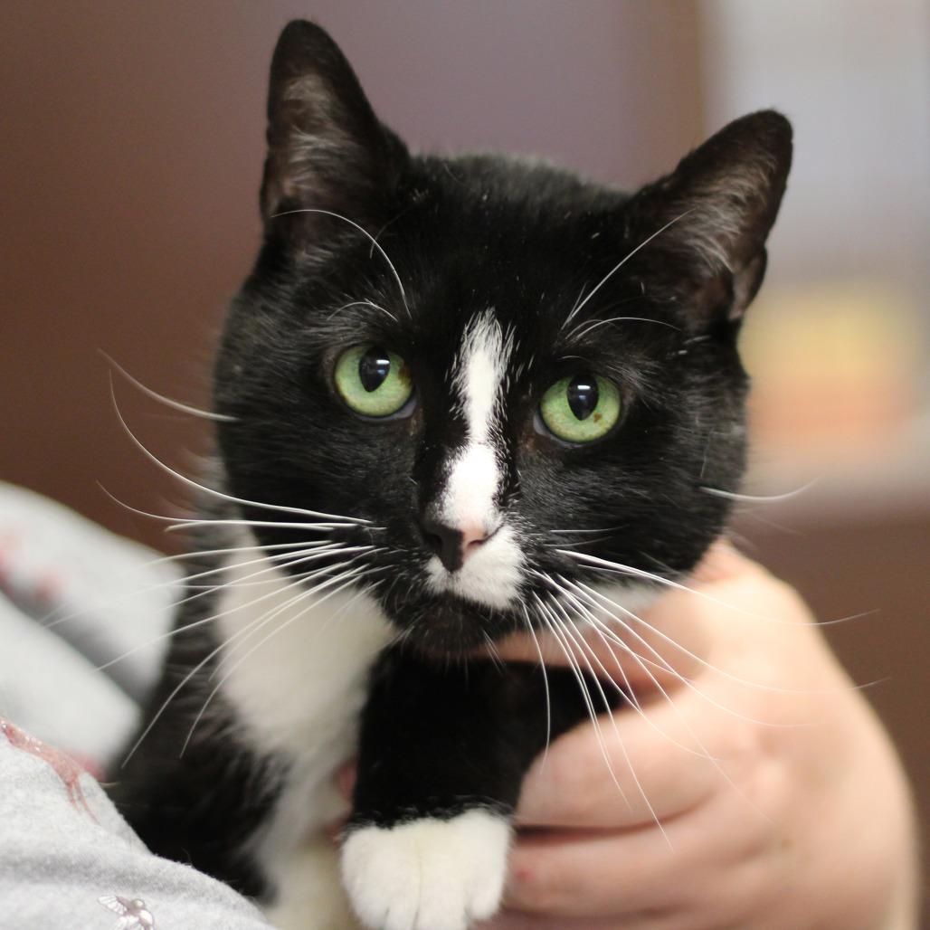 Jazz, a Adoptable Domestic Short Hair in Versailles, KY image 3/4