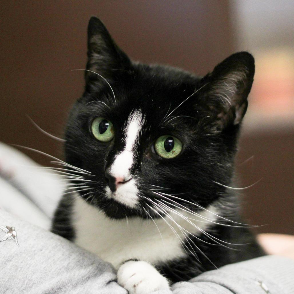 Jazz, a Adoptable Domestic Short Hair in Versailles, KY image 4/4