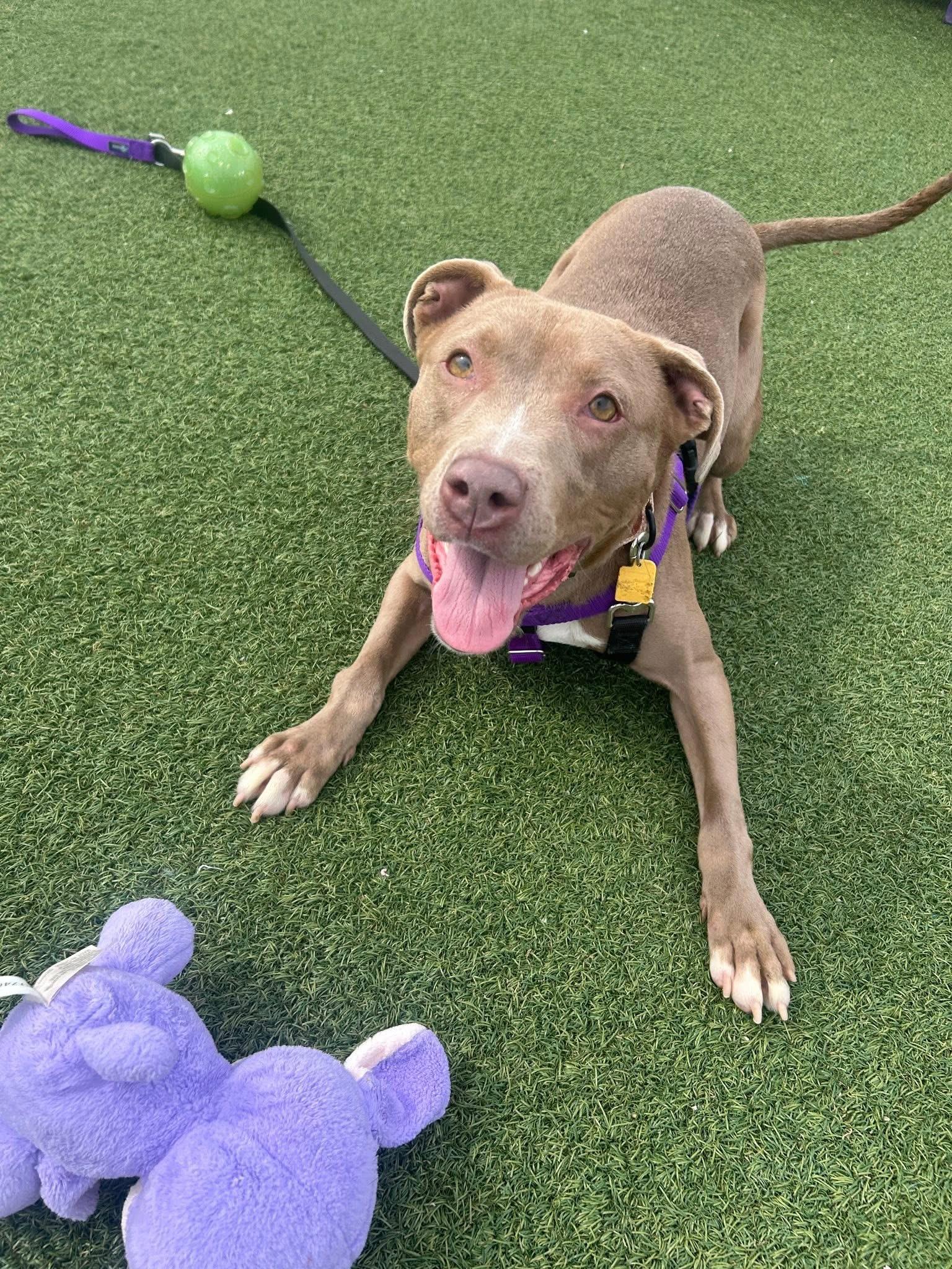 Phoebe, ADOPTABLE, Puppy Female Pit Bull Terrier.