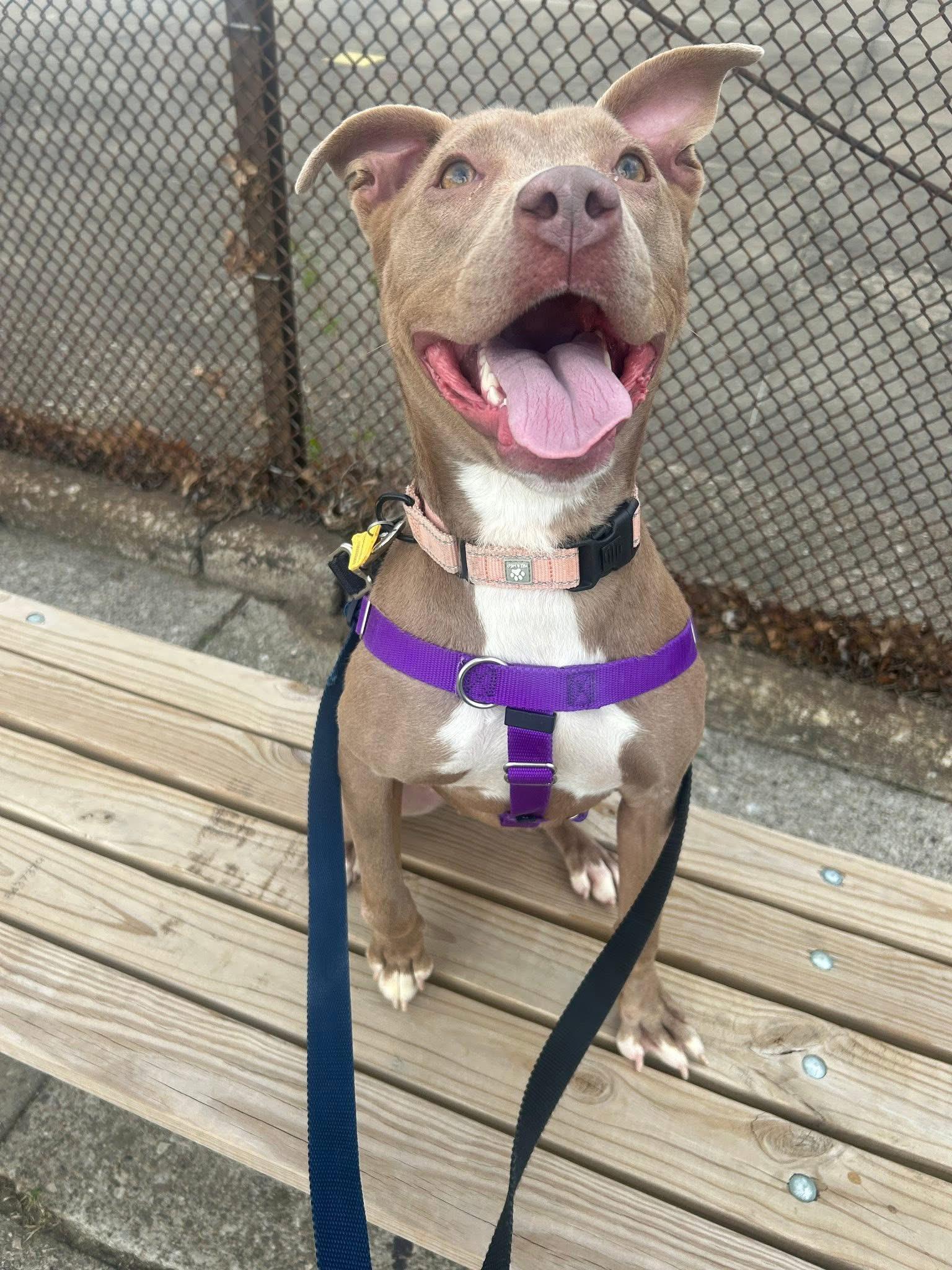 Enlarge Phoebe, a ADOPTABLE mixed breed in Cleveland, OH image 4/6
