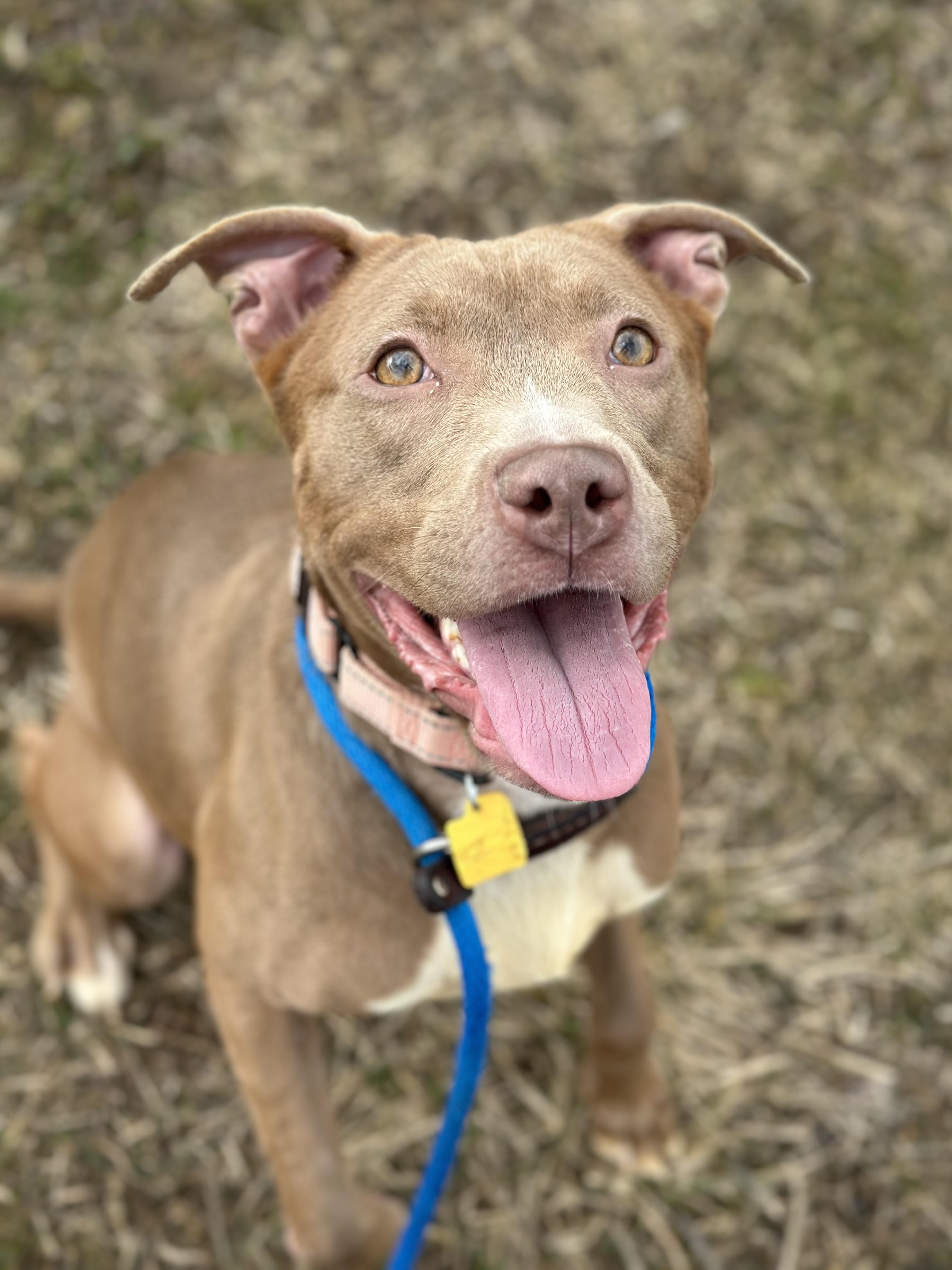 Enlarge Phoebe, a ADOPTABLE mixed breed in Cleveland, OH image 3/6
