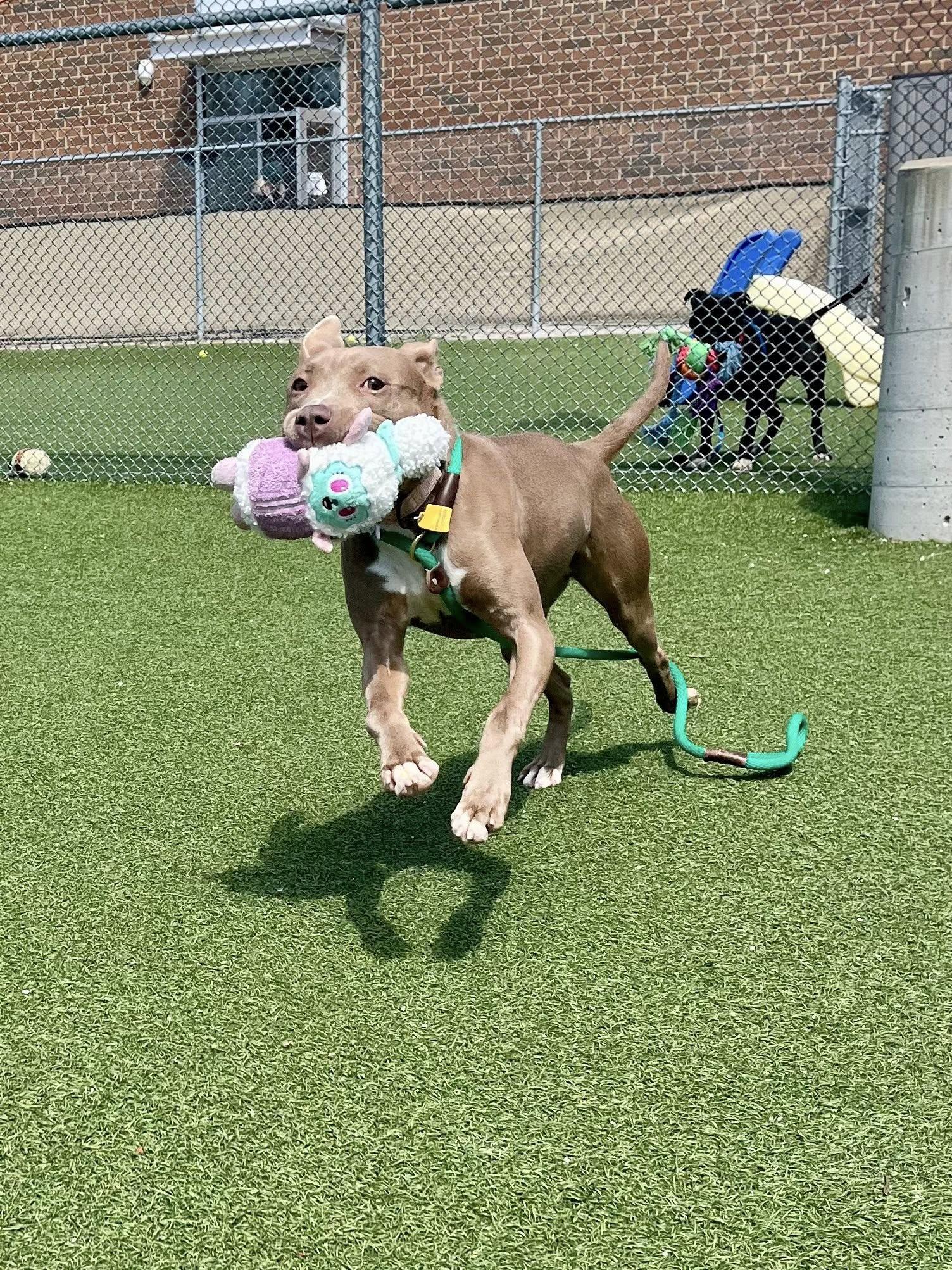 Enlarge Phoebe, a ADOPTABLE mixed breed in Cleveland, OH image 5/6