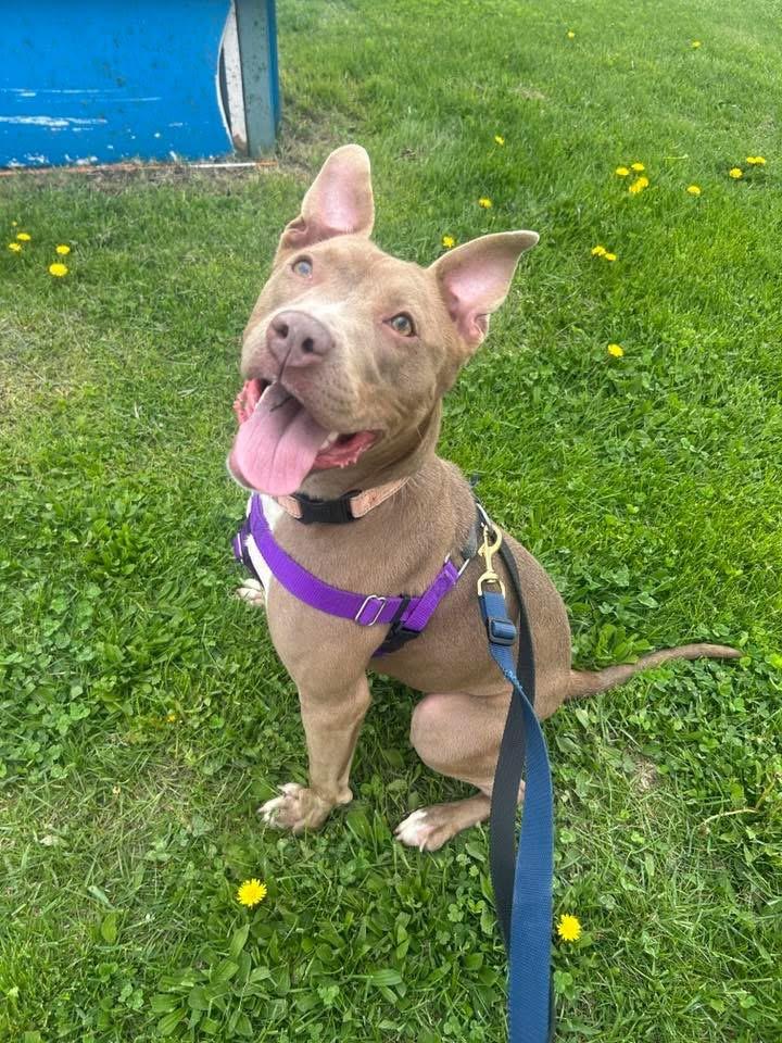 Enlarge Phoebe, a ADOPTABLE mixed breed in Cleveland, OH image 2/6