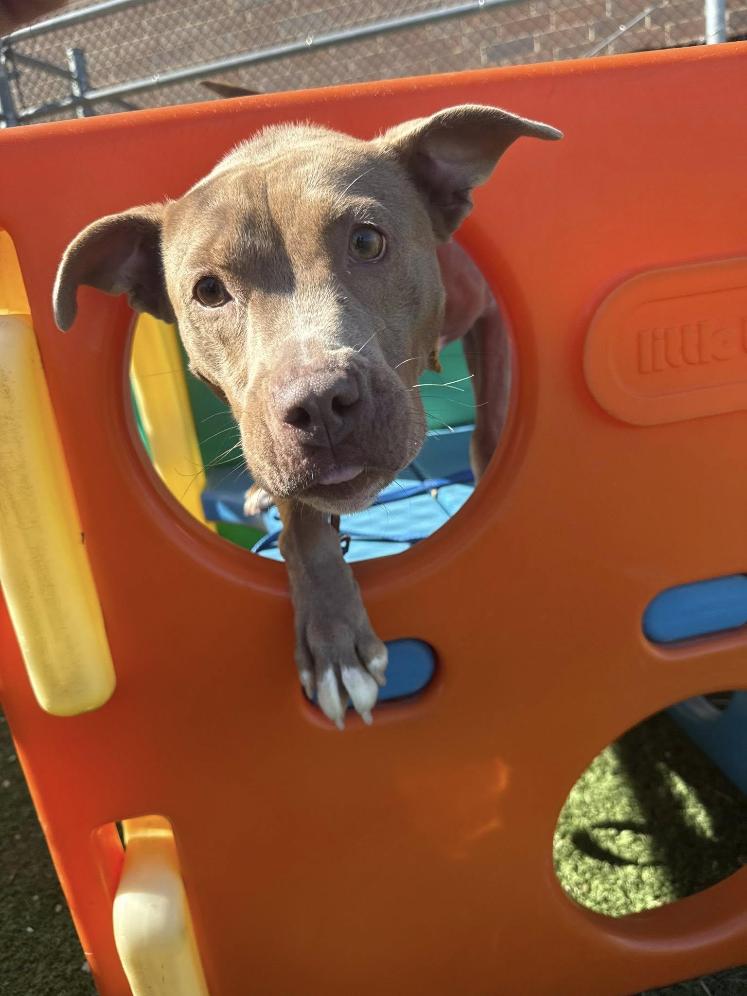 Enlarge Phoebe, a ADOPTABLE mixed breed in Cleveland, OH image 6/6