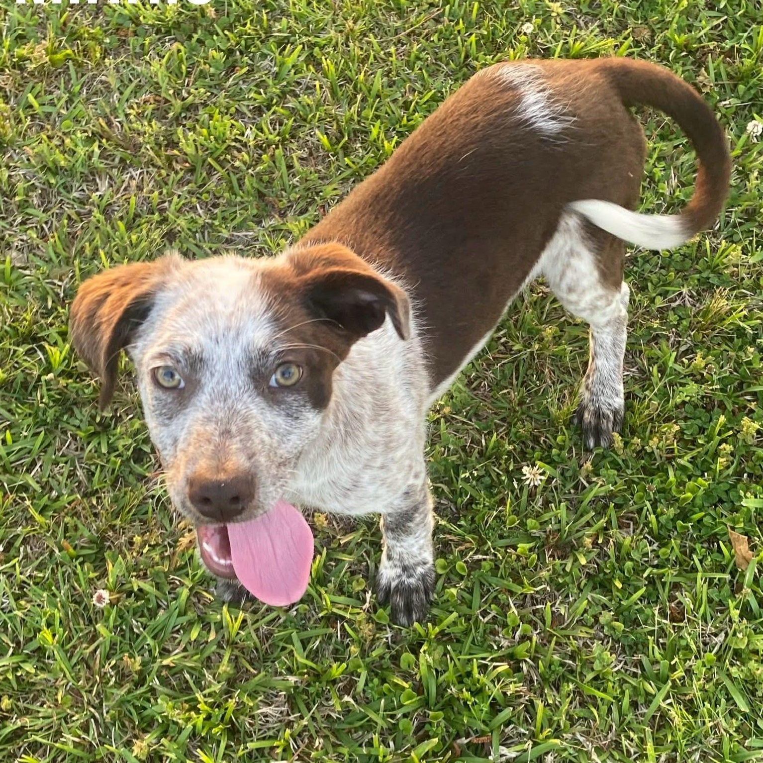 Minnie*, adopted, Puppy Female German Shorthaired Pointer & Labrador Retriever.