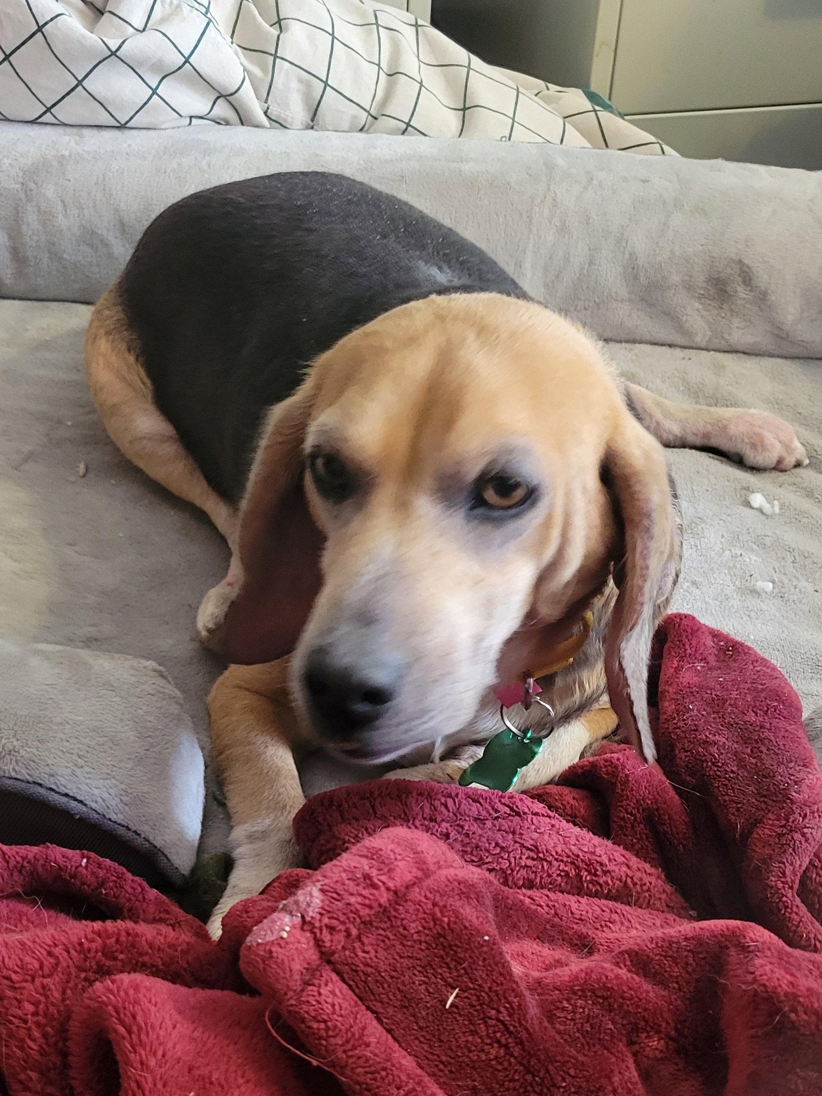 Grammie (Pickles), Adopted, Senior Female Beagle.