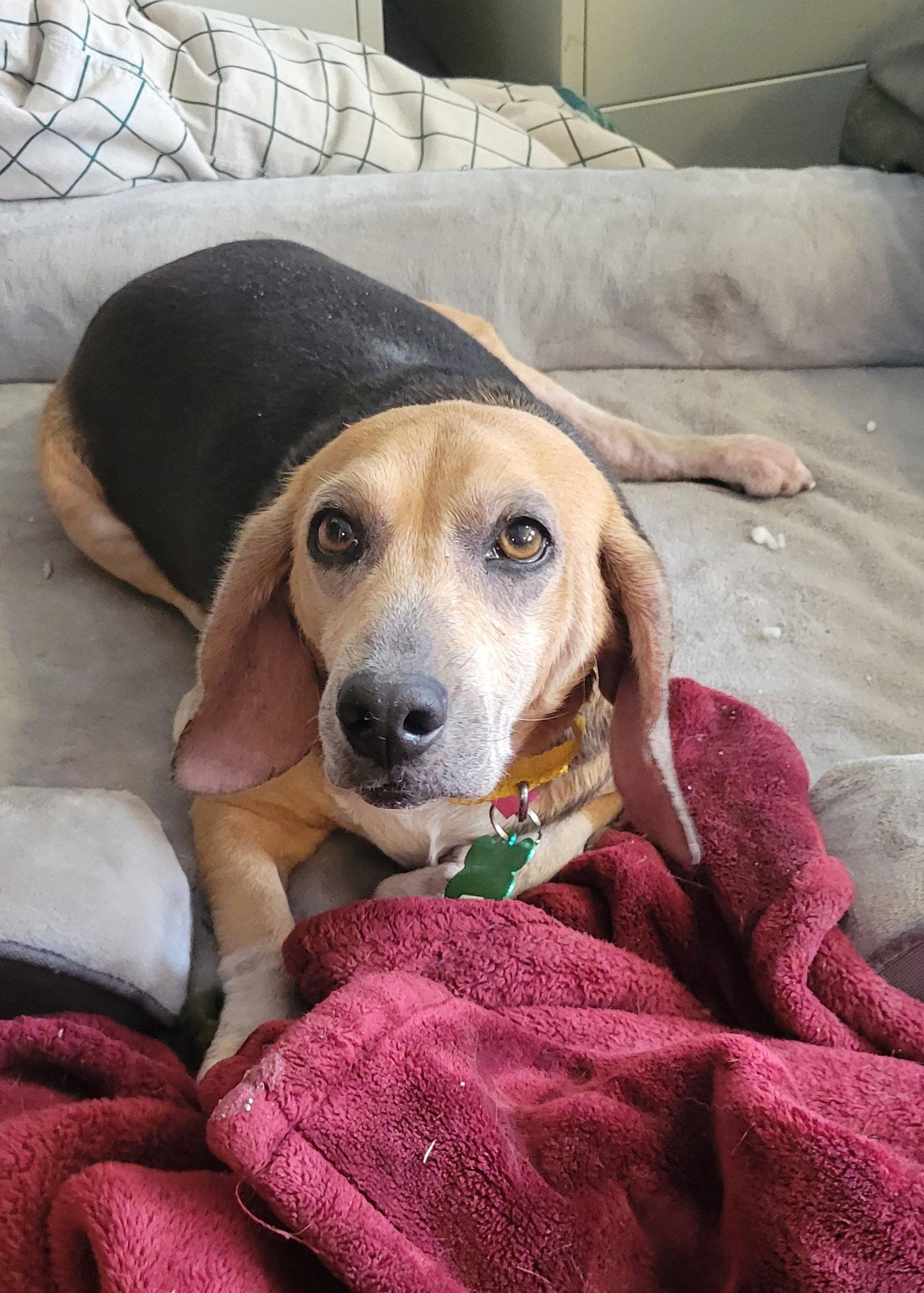 Enlarge Grammie (Pickles), a Adopted Beagle in Las Vegas, NV image 3/3