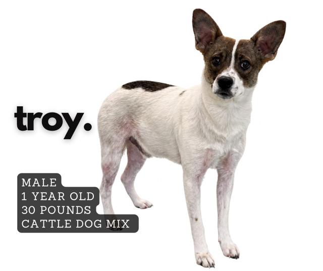 Enlarge Troy, a Adoptable mixed breed in Ashland, KY image 1/1