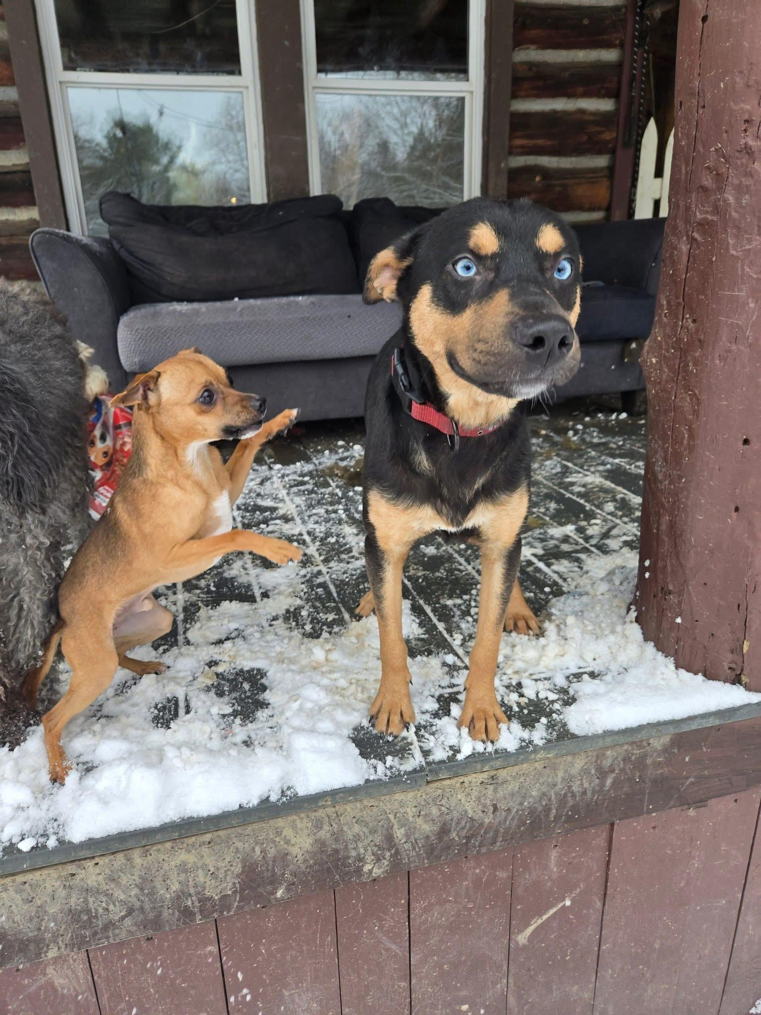 Enlarge Gerwin, a Adoptable mixed breed in Friendship, NY image 4/6