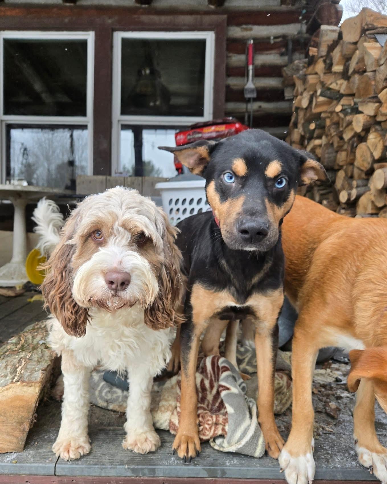 Enlarge Gerwin, a Adoptable mixed breed in Friendship, NY image 3/6
