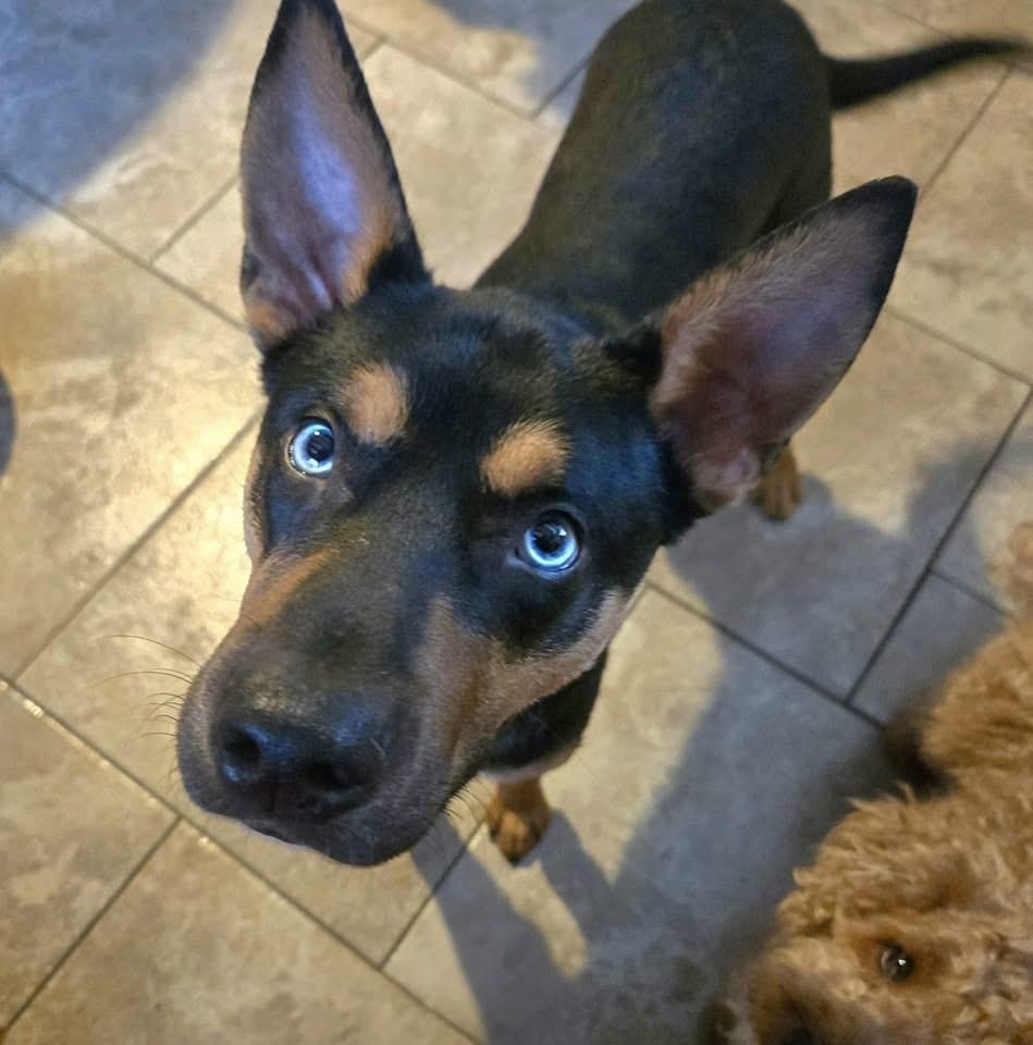 Enlarge Gerwin, a Adoptable mixed breed in Friendship, NY image 1/6