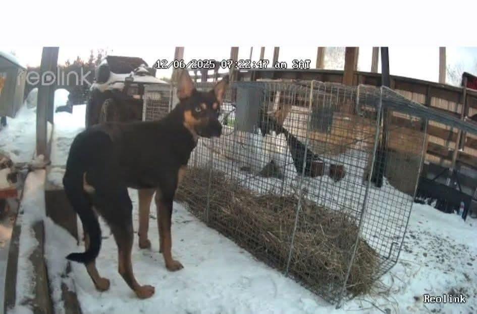 Enlarge Gerwin, a Adoptable mixed breed in Friendship, NY image 6/6