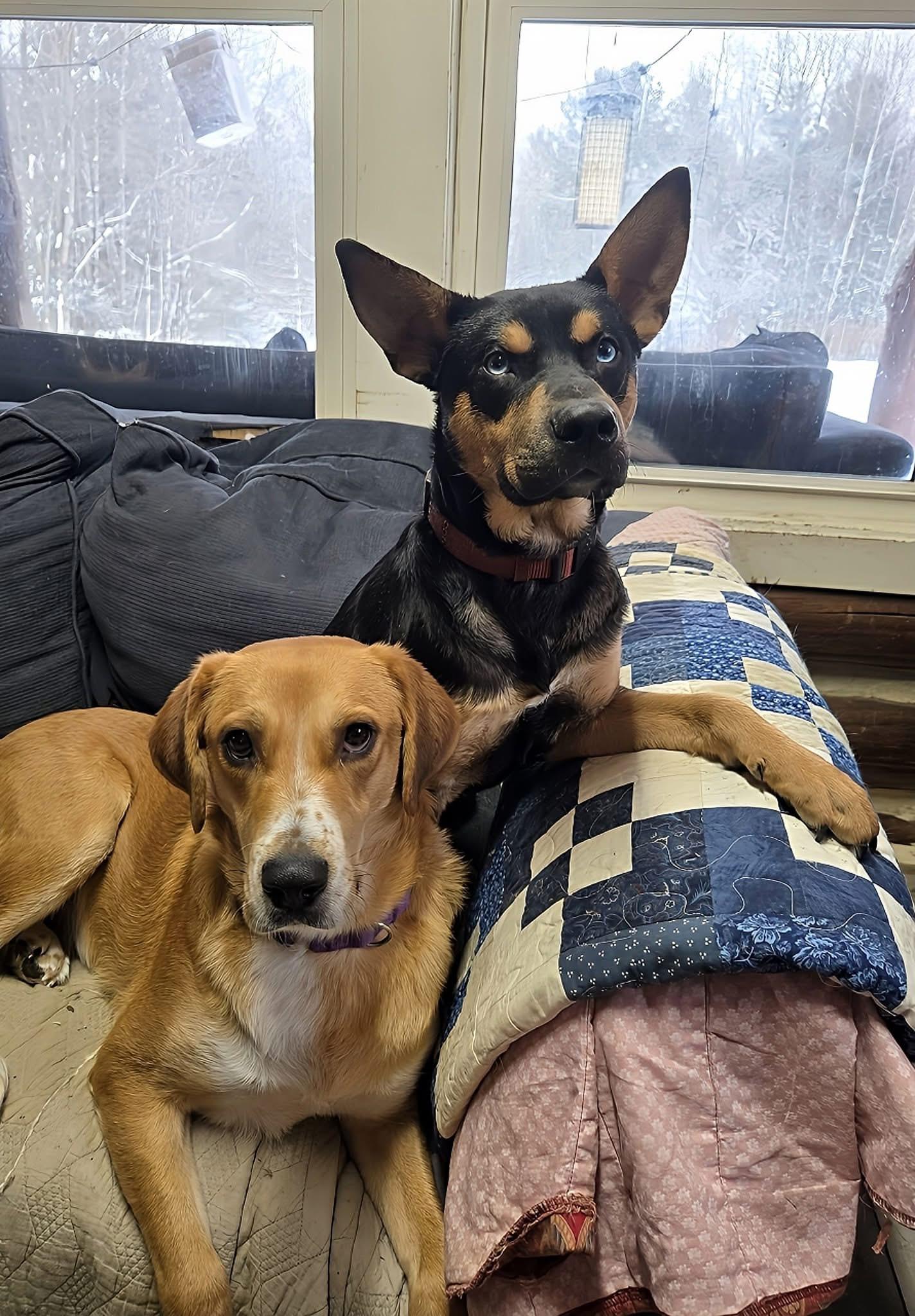 Enlarge Gerwin, a Adoptable mixed breed in Friendship, NY image 2/6