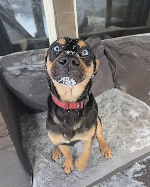 Enlarge Gerwin, a Adoptable mixed breed in Friendship, NY image 5/6