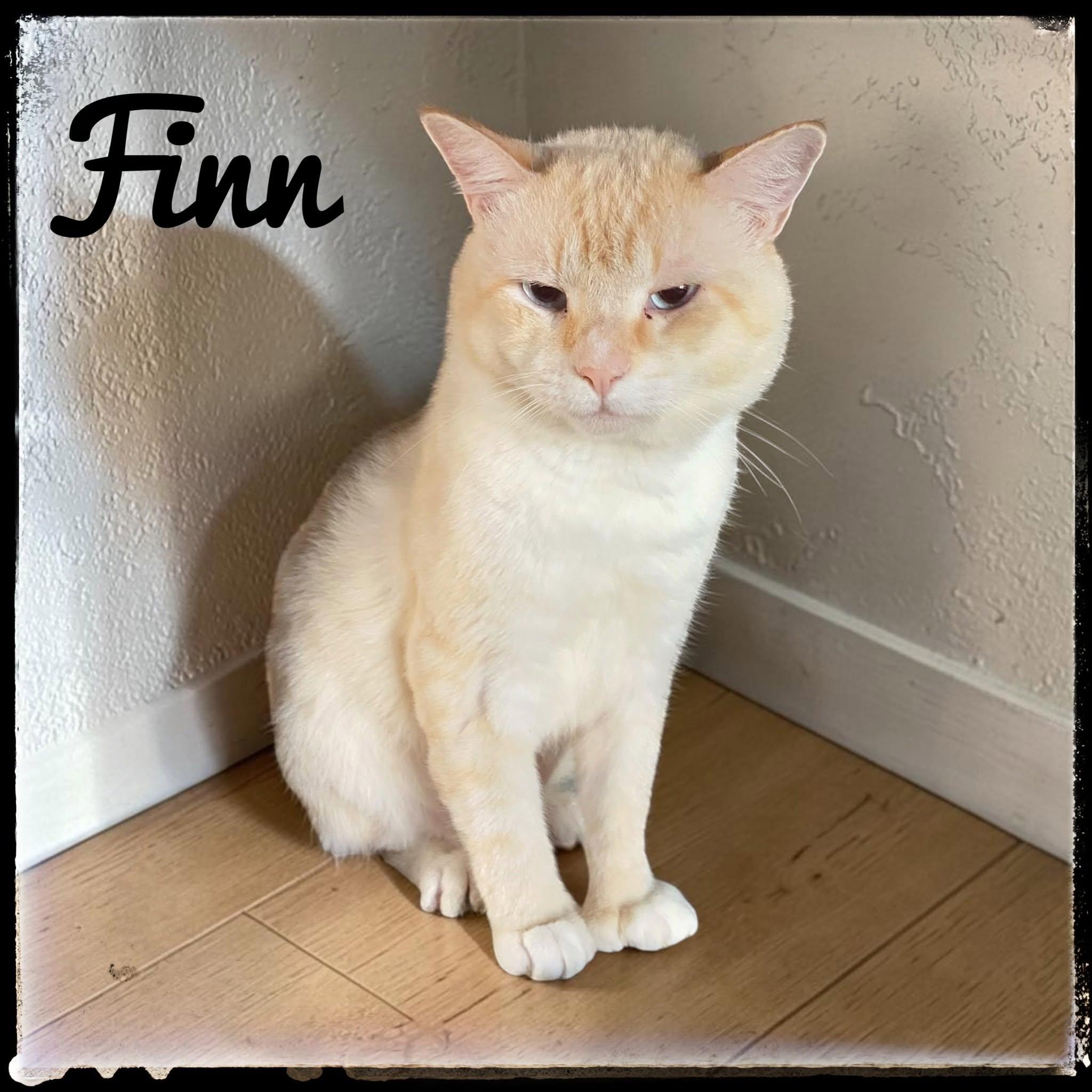 Finn, Adoptable, Adult Male Siamese.