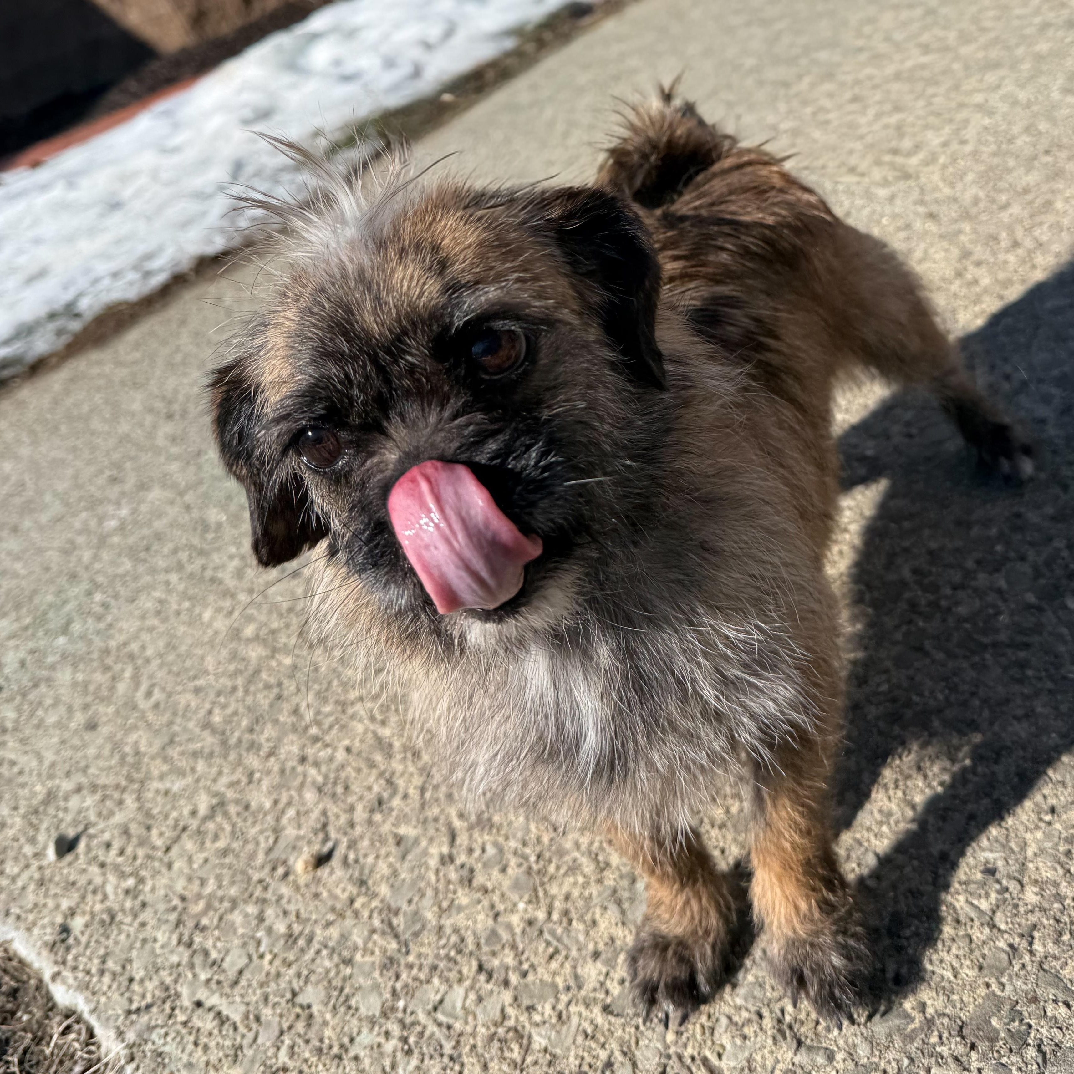 Enlarge Lady, an adopted mixed breed in Latrobe, PA image 6/6