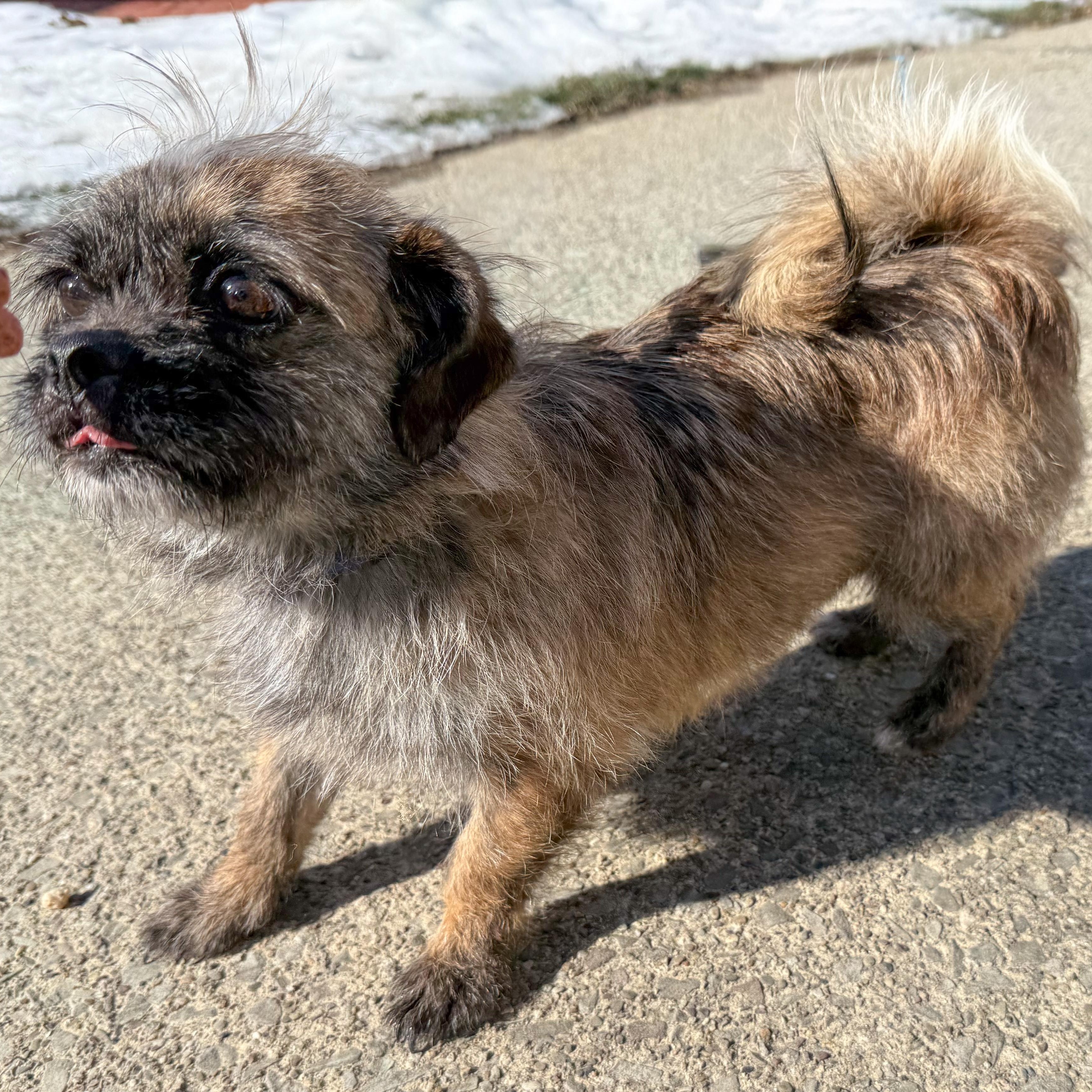 Enlarge Lady, an adopted mixed breed in Latrobe, PA image 5/6