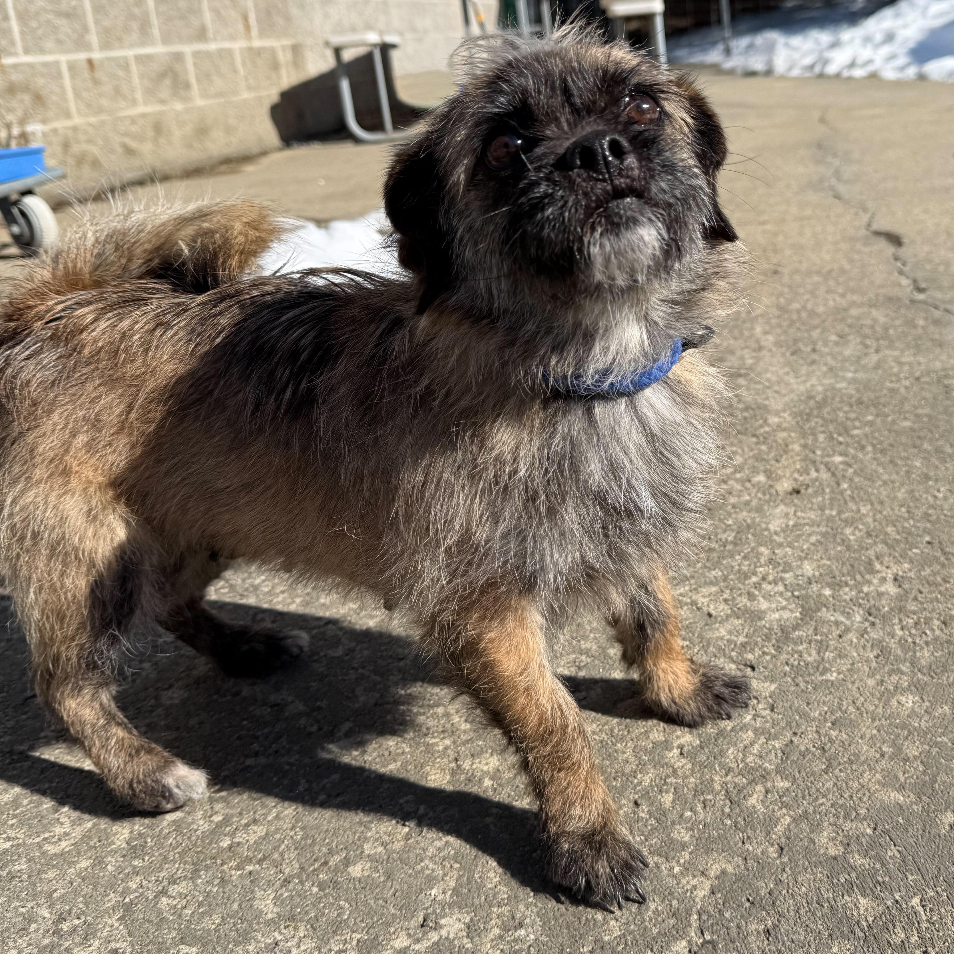 Enlarge Lady, an adopted mixed breed in Latrobe, PA image 4/6