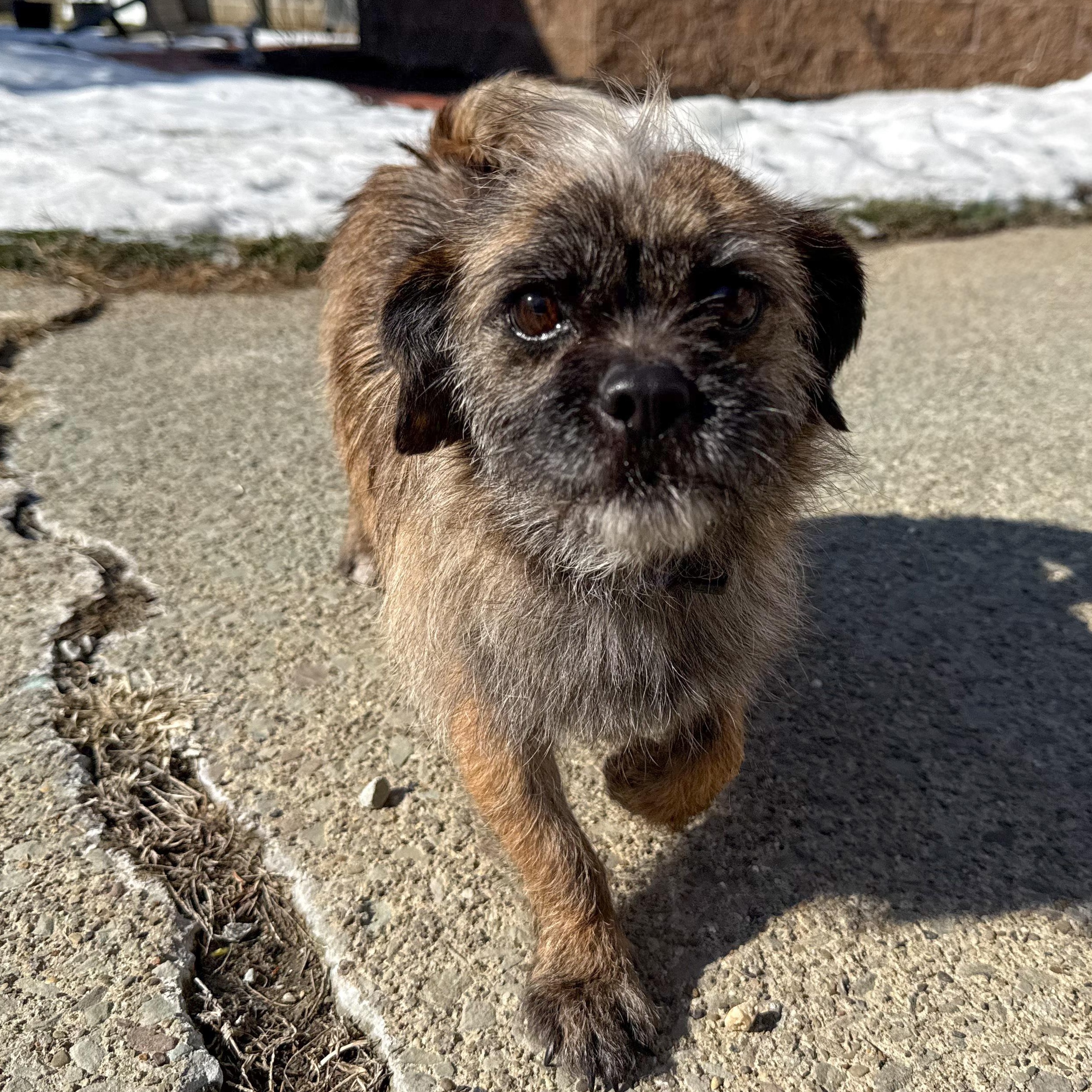 Enlarge Lady, an adopted mixed breed in Latrobe, PA image 3/6