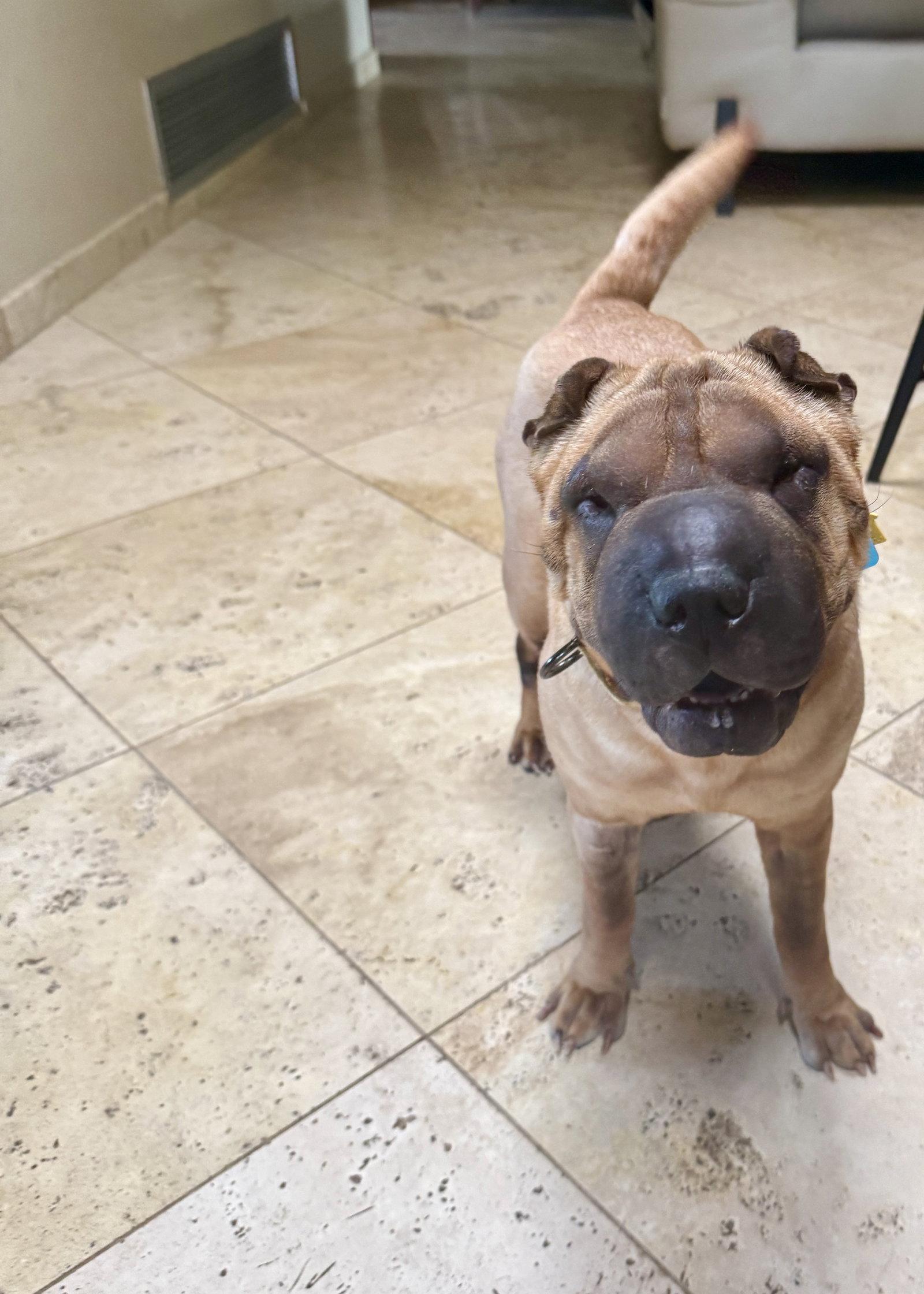 Enlarge Sienna, a Adoptable Shar-Pei in Tucson, AZ image 1/3