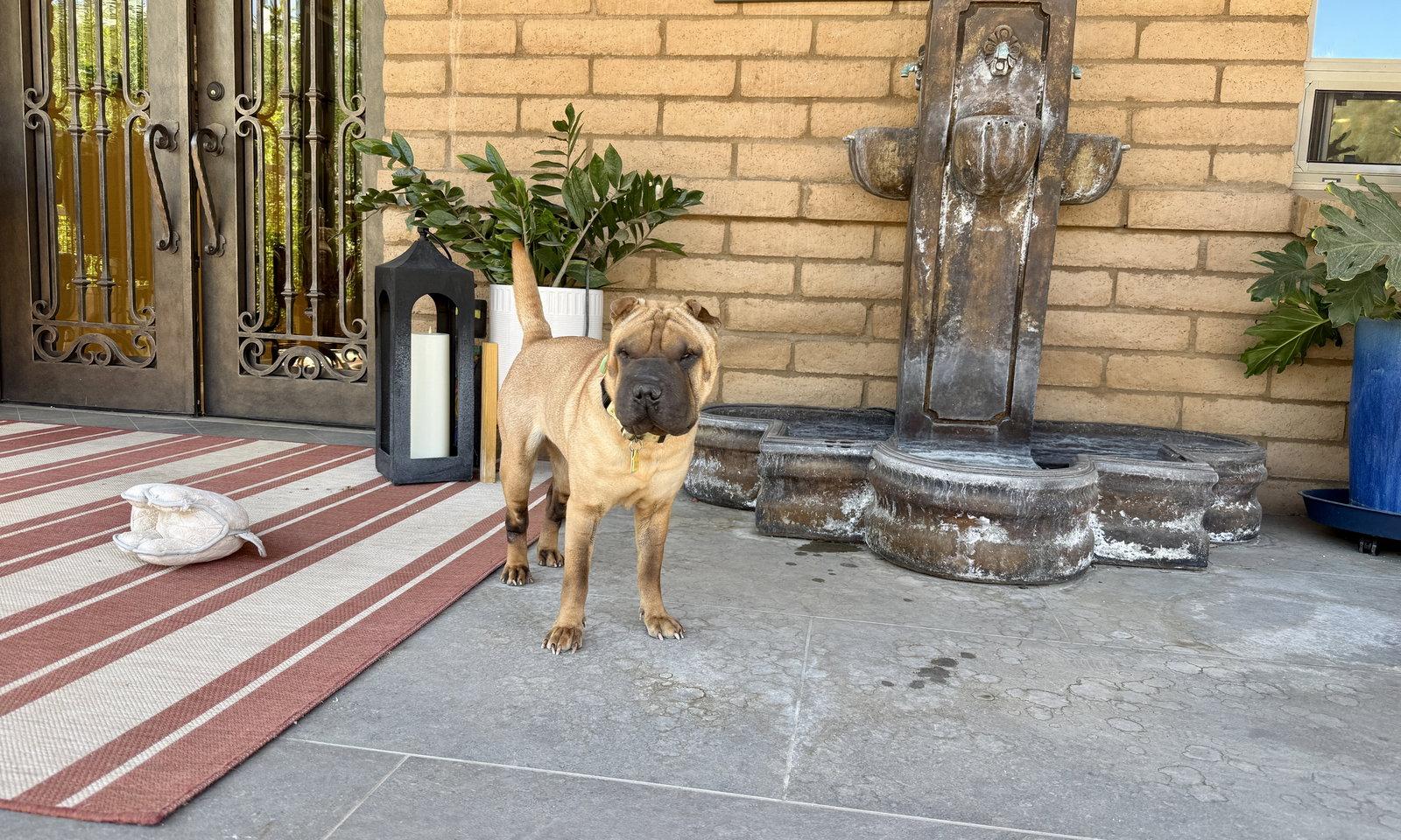 Enlarge Sienna, a Adoptable Shar-Pei in Tucson, AZ image 2/3