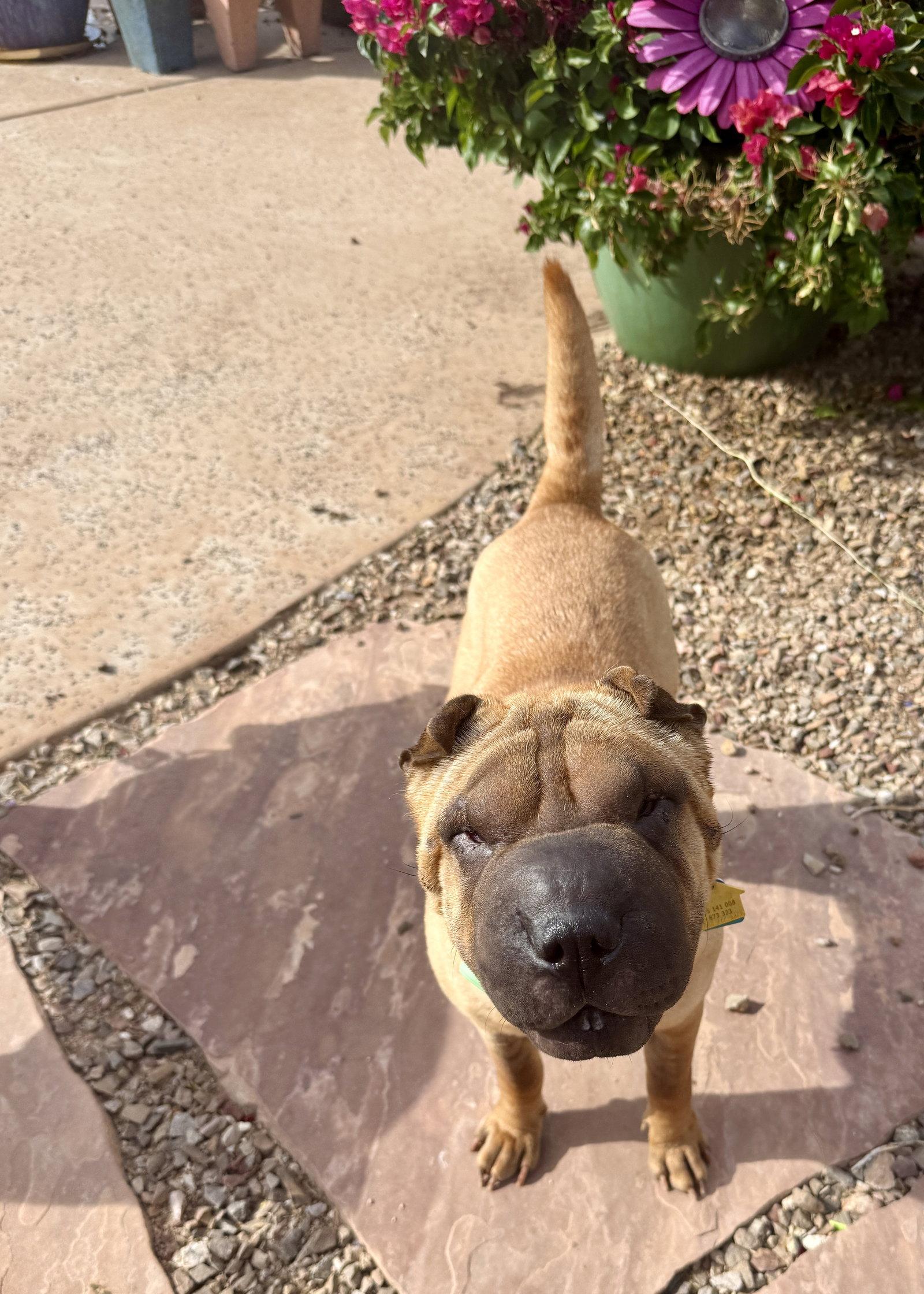 Enlarge Sienna, a Adoptable Shar-Pei in Tucson, AZ image 3/3