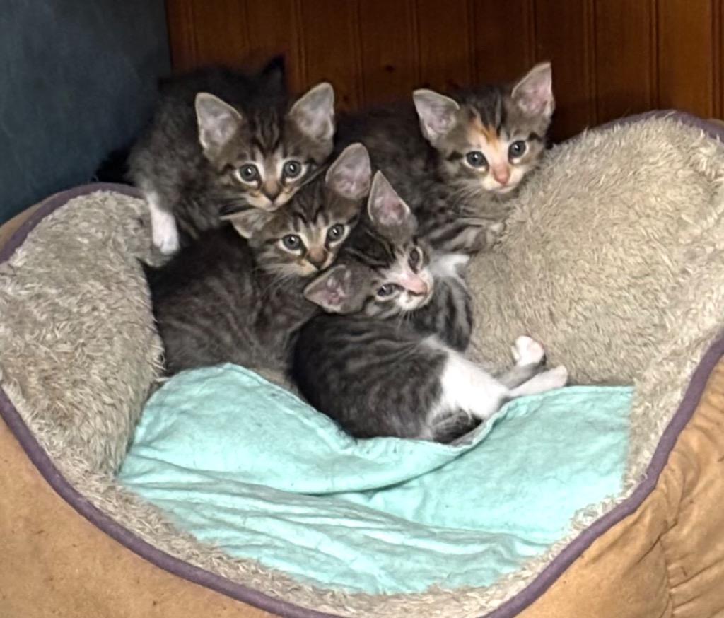 Foster, Adoptable, Kitten Male Domestic Short Hair.