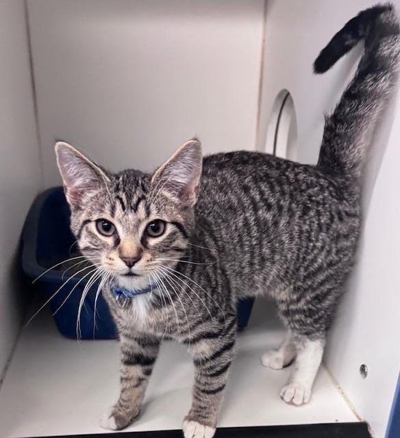 Enlarge Foster, a Adoptable mixed breed in Crandon, WI image 2/2