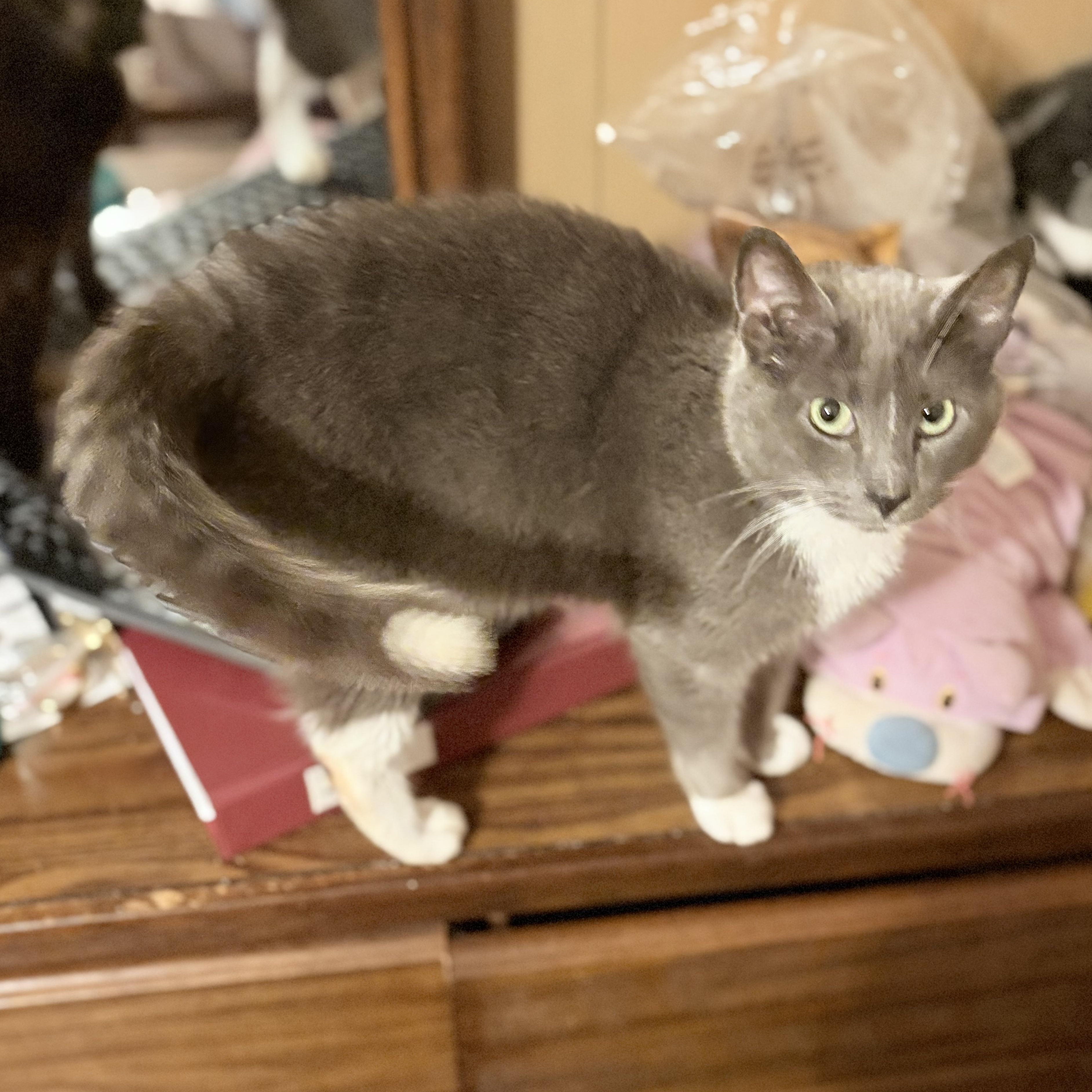 Enlarge Wenda, a ADOPTABLE Tuxedo in Oswego, NY image 3/3