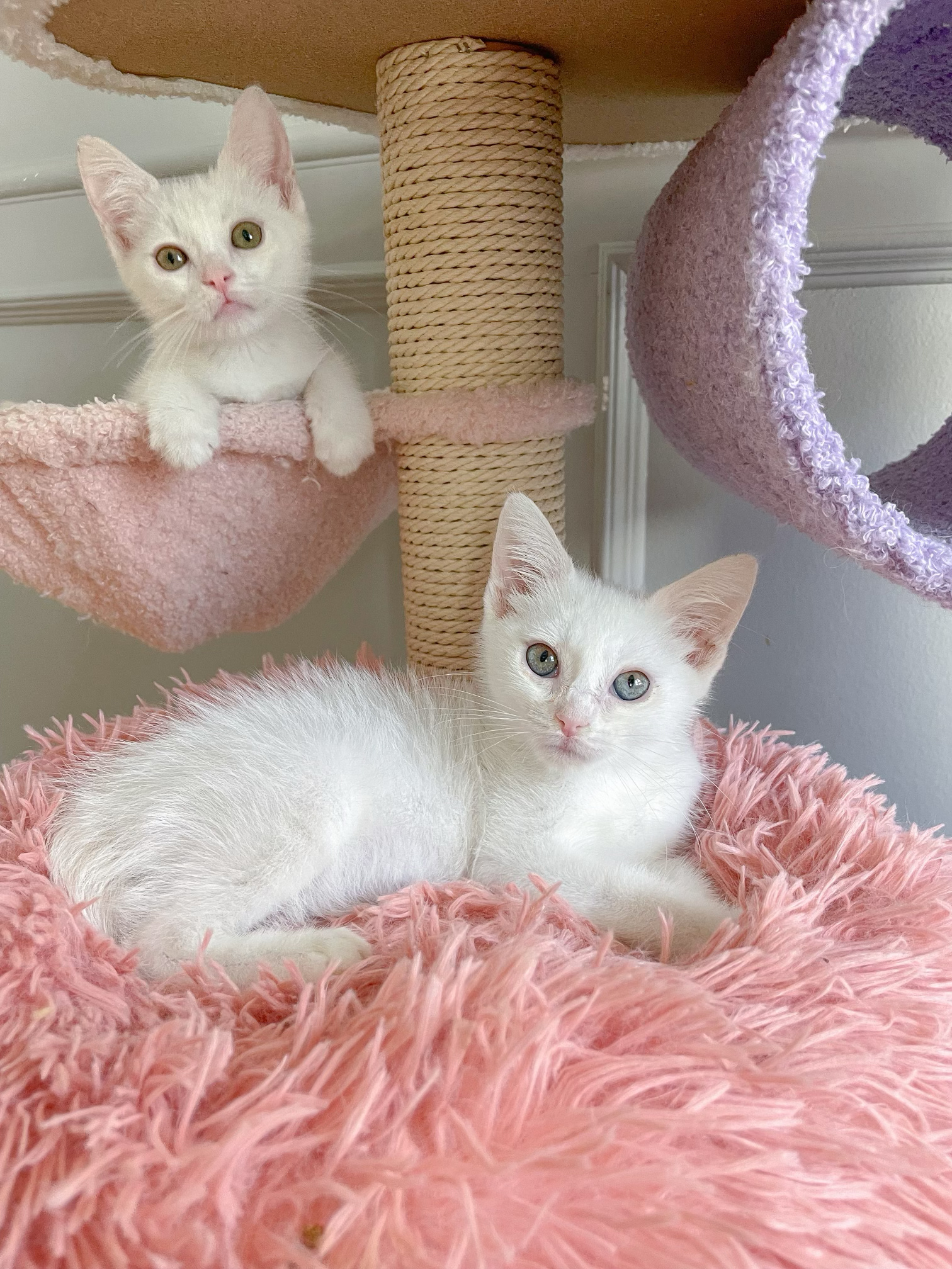 Enlarge Leia!    (Adoptable paired with twin brother Luke), a Adopted Domestic Short Hair in Studio City, CA image 2/4
