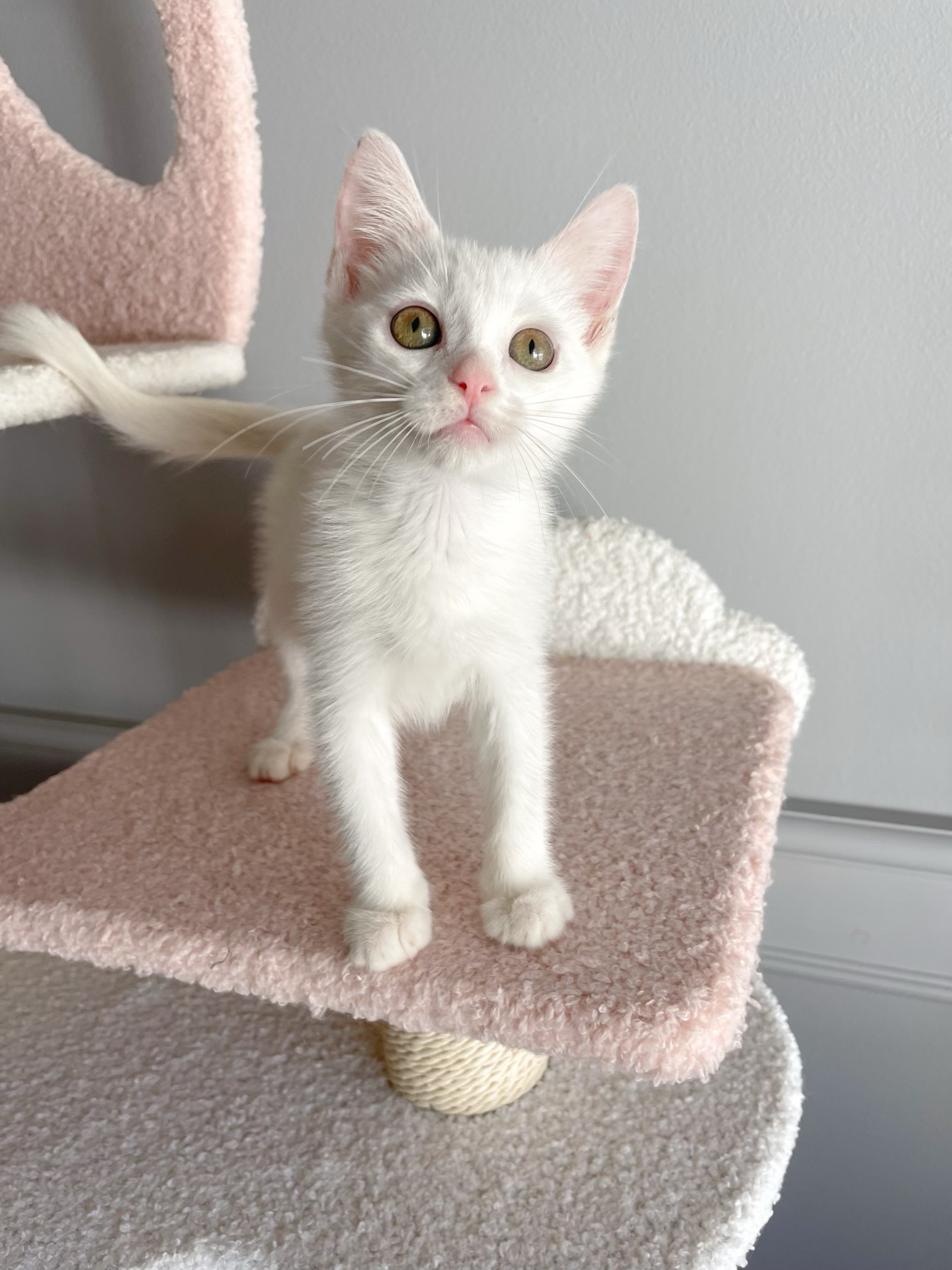 Enlarge Leia!    (Adoptable paired with twin brother Luke), a Adopted Domestic Short Hair in Studio City, CA image 3/4