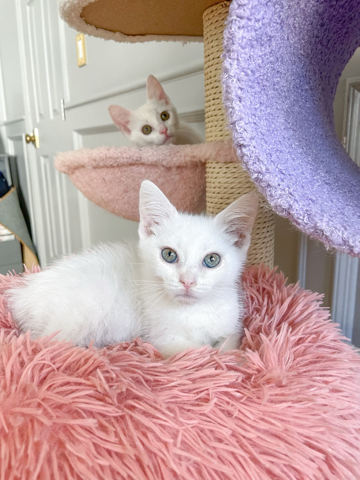 Enlarge Leia!    (Adoptable paired with twin brother Luke), a Adopted Domestic Short Hair in Studio City, CA image 4/4