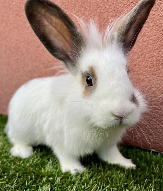 BULLWINKLE, Adoptable, Young Male Bunny Rabbit.
