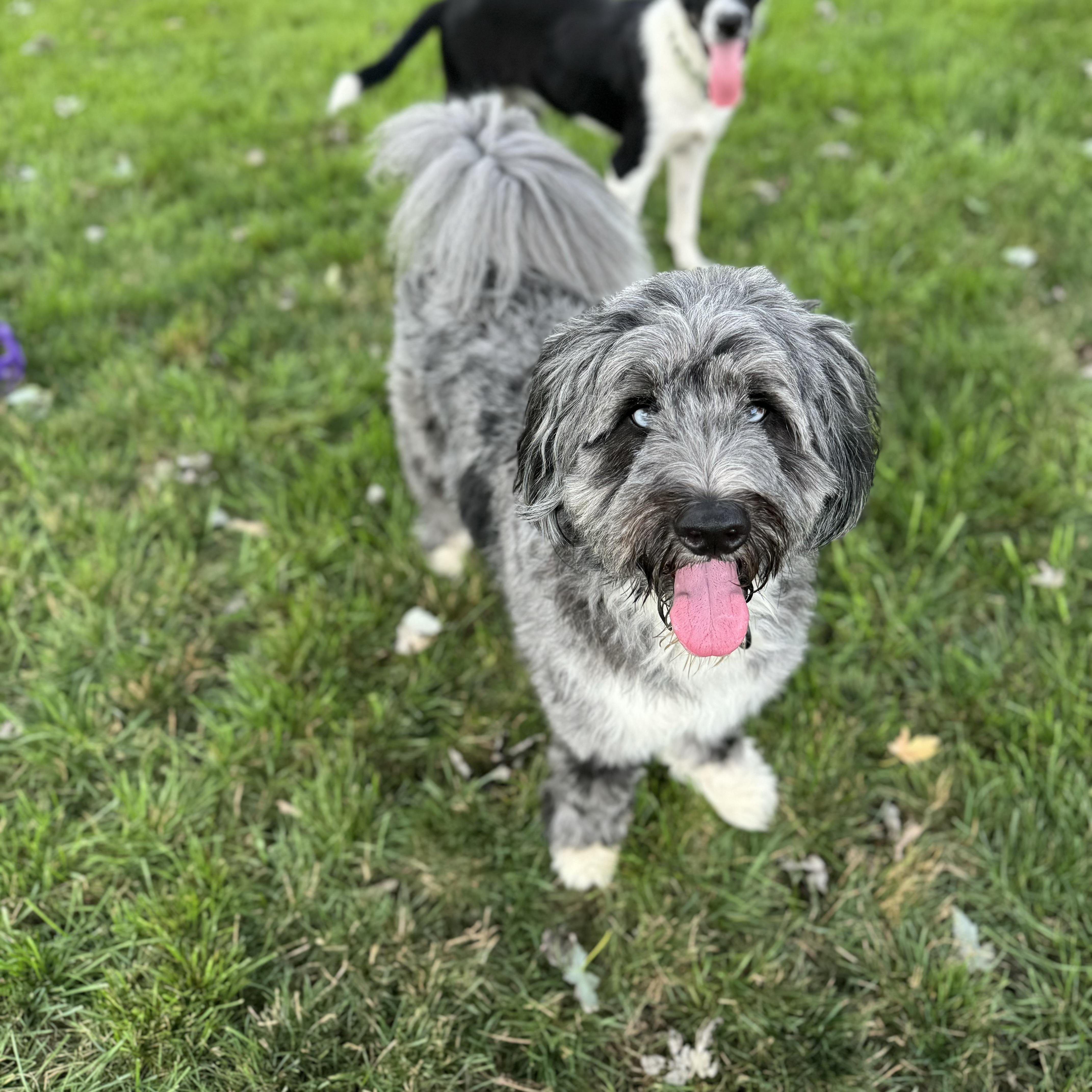 Enlarge Yuki, an adopted Bernadoodle in China Township, MI image 4/6