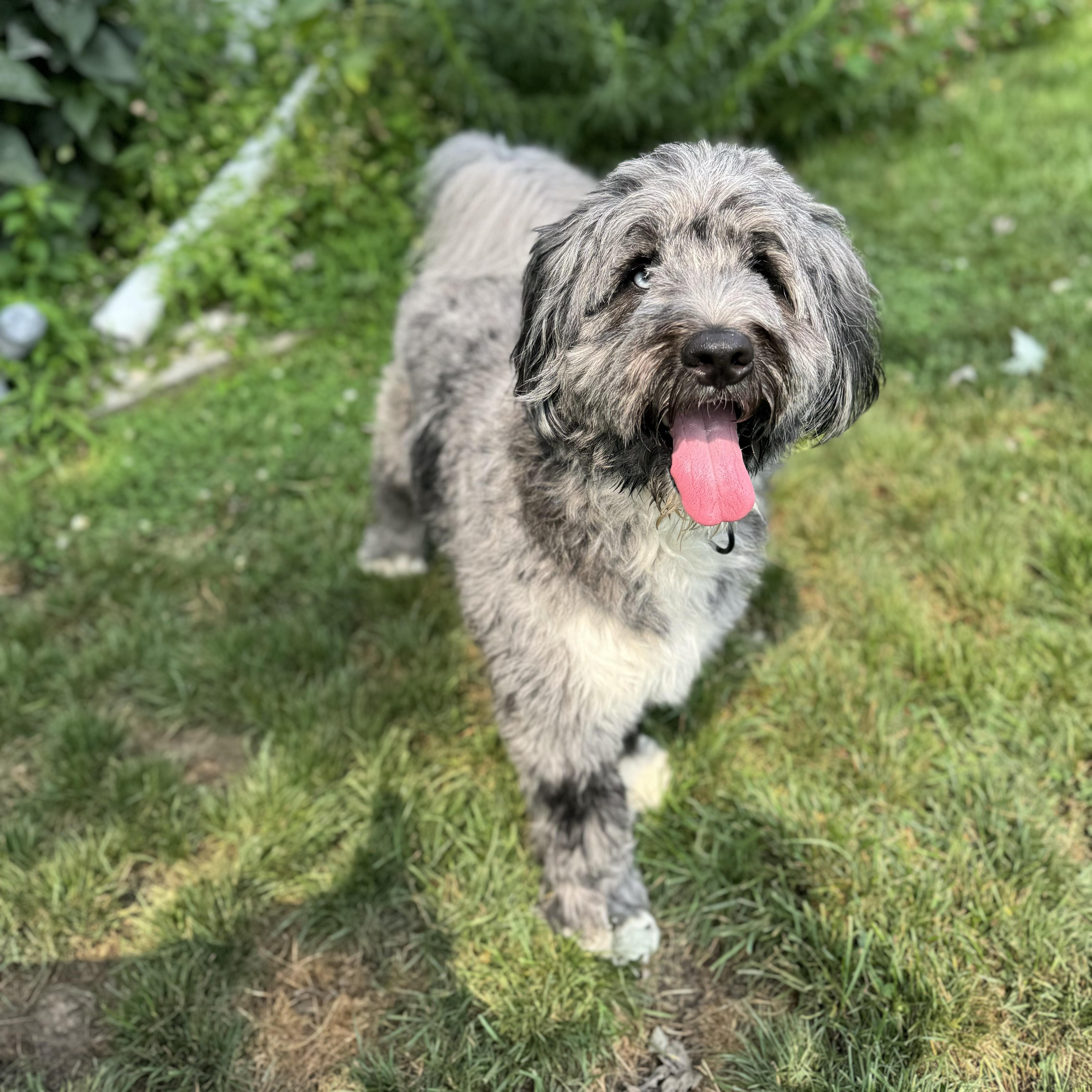 Enlarge Yuki, an adopted Bernadoodle in China Township, MI image 3/6