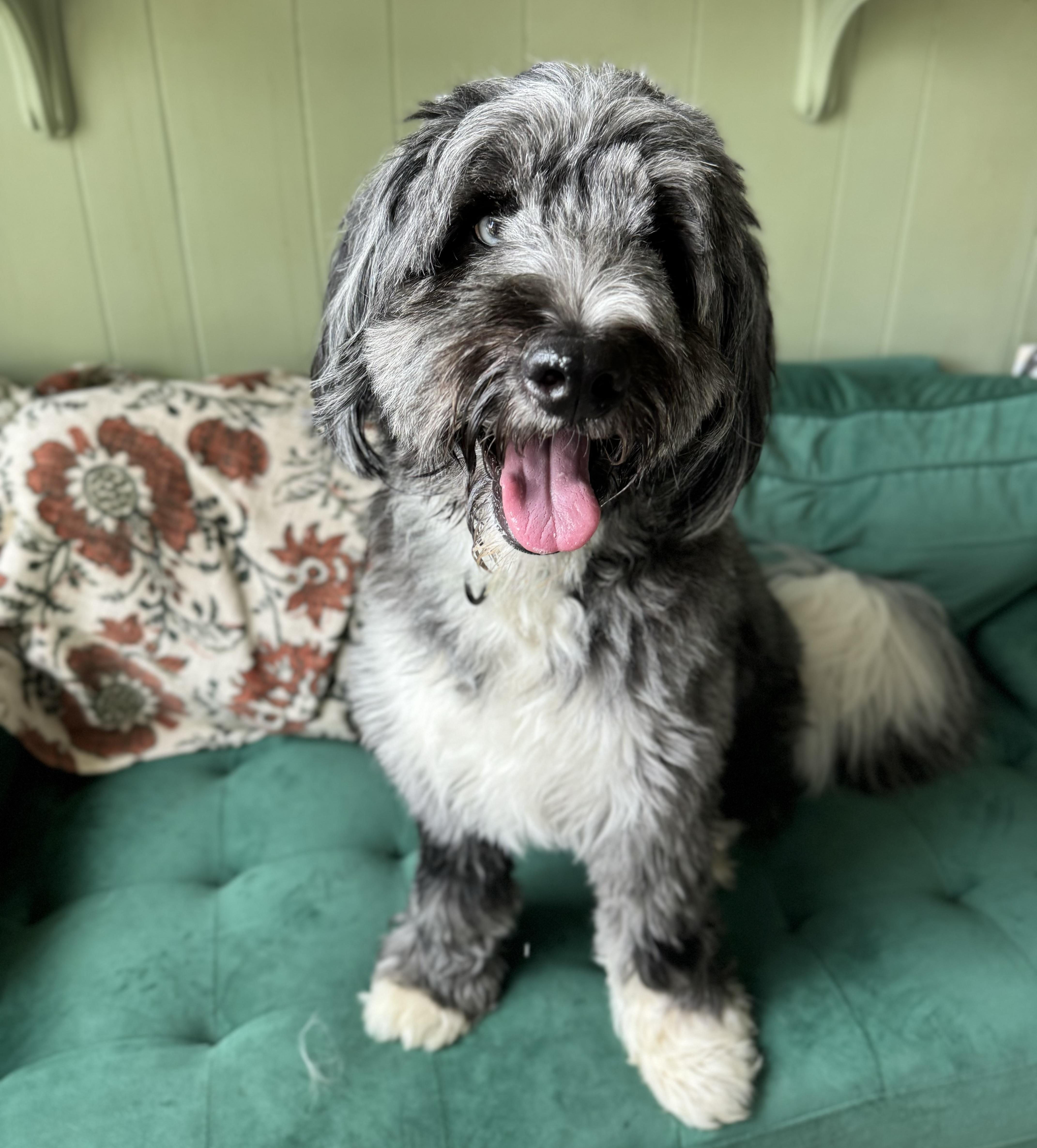 Enlarge Yuki, an adopted Bernadoodle in China Township, MI image 5/6