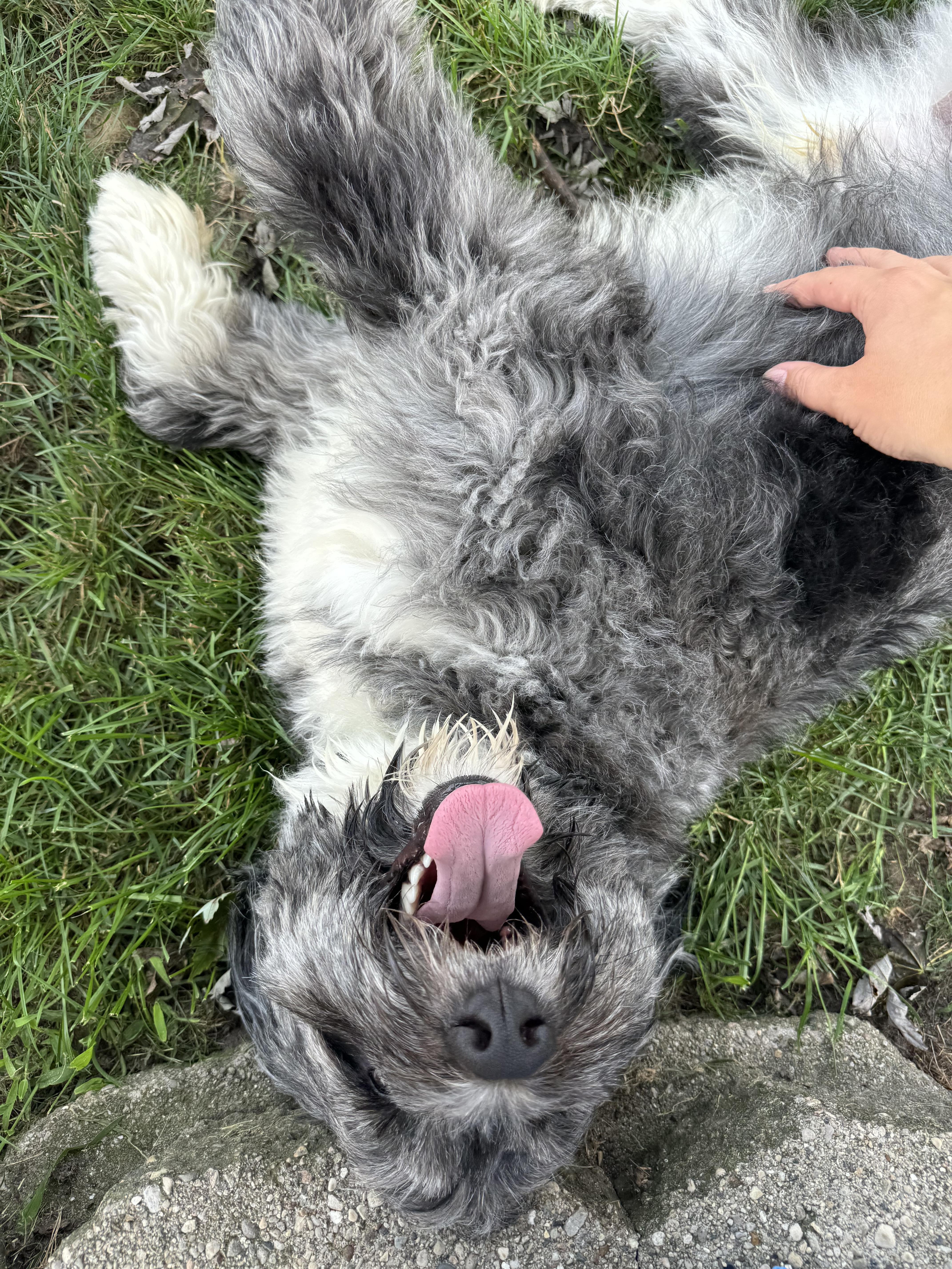 Enlarge Yuki, an adopted Bernadoodle in China Township, MI image 6/6