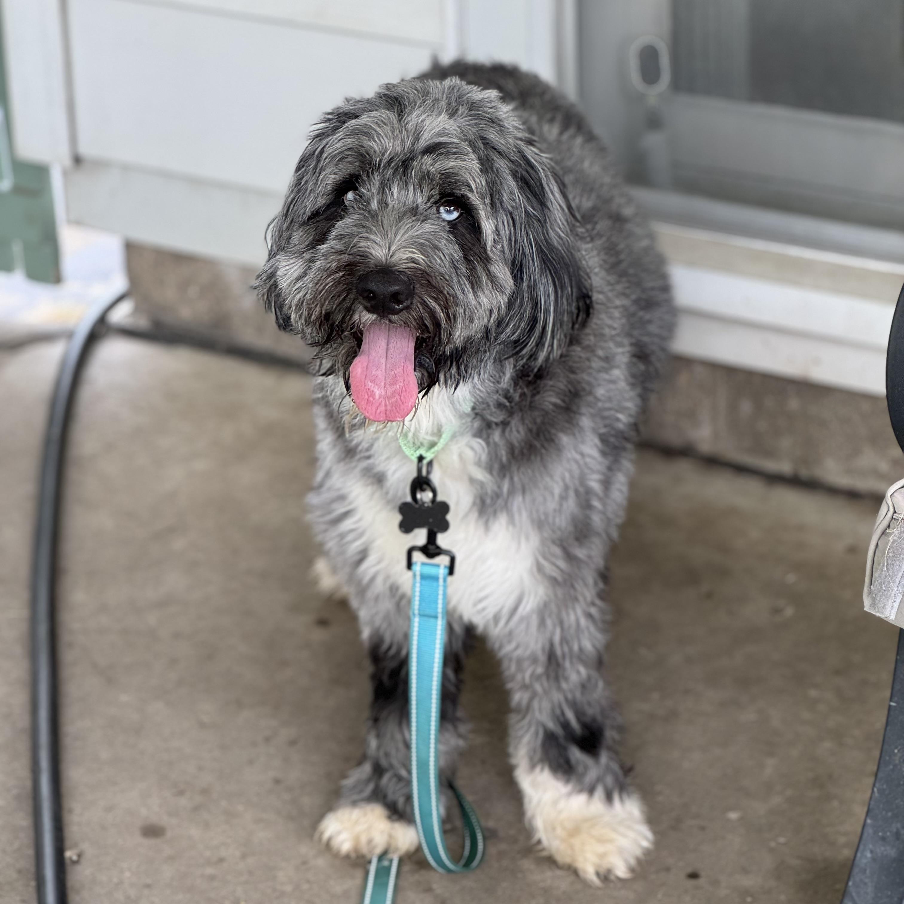 Enlarge Yuki, an adopted Bernadoodle in China Township, MI image 2/6