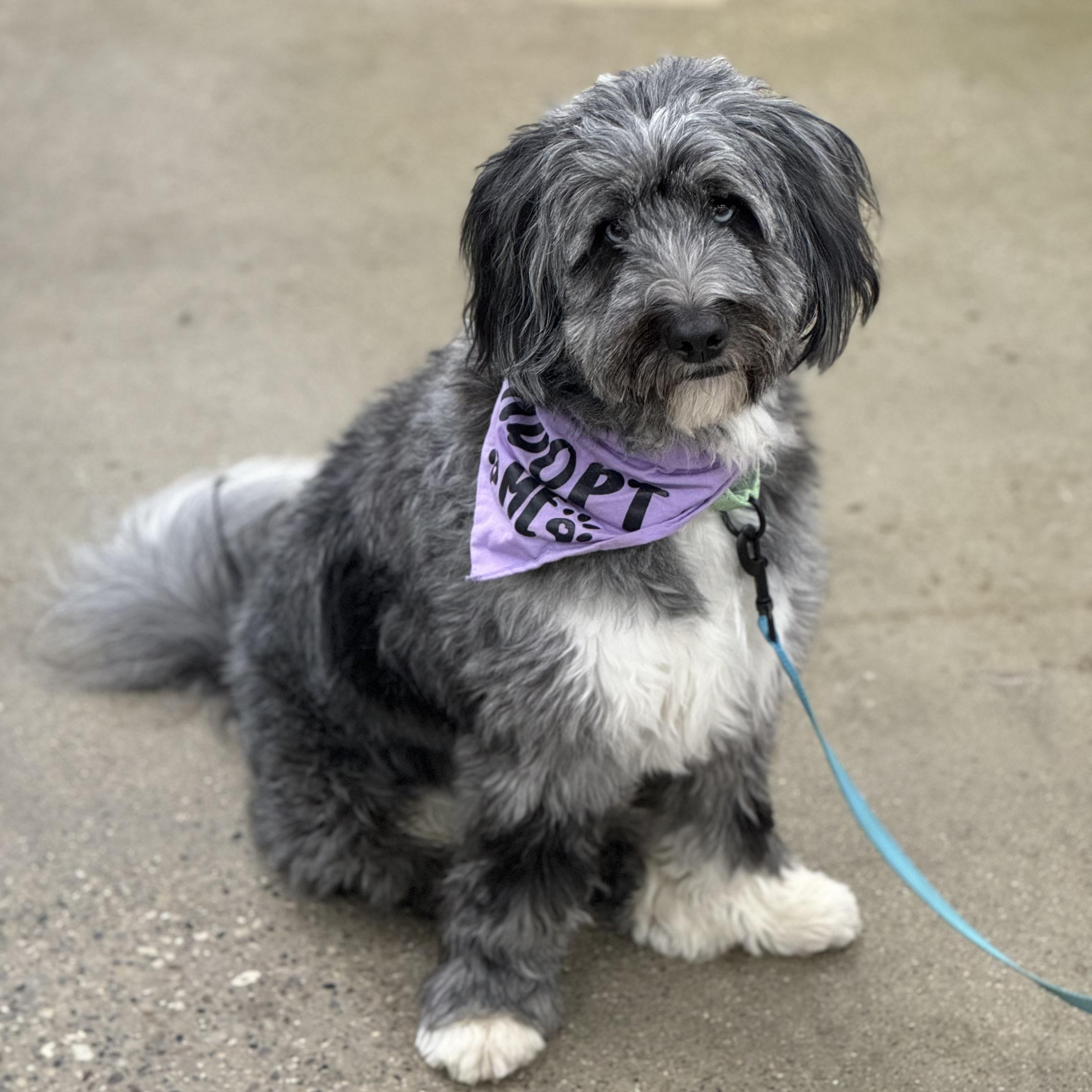 Yuki, adopted, Young Male Bernadoodle.