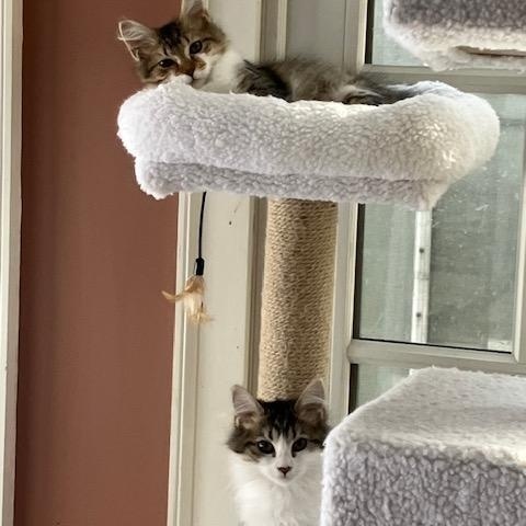 Enlarge Phoebe and Posey, a ADOPTABLE Domestic Short Hair in Melrose, MA image 1/5