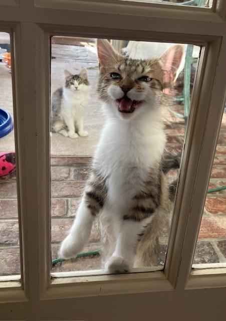 Enlarge Phoebe and Posey, a ADOPTABLE Domestic Short Hair in Melrose, MA image 4/5