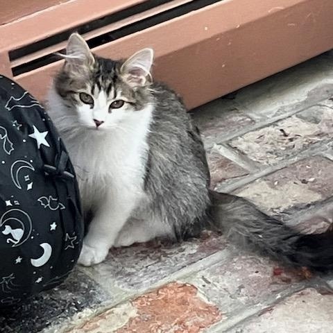 Enlarge Phoebe and Posey, a ADOPTABLE Domestic Short Hair in Melrose, MA image 5/5
