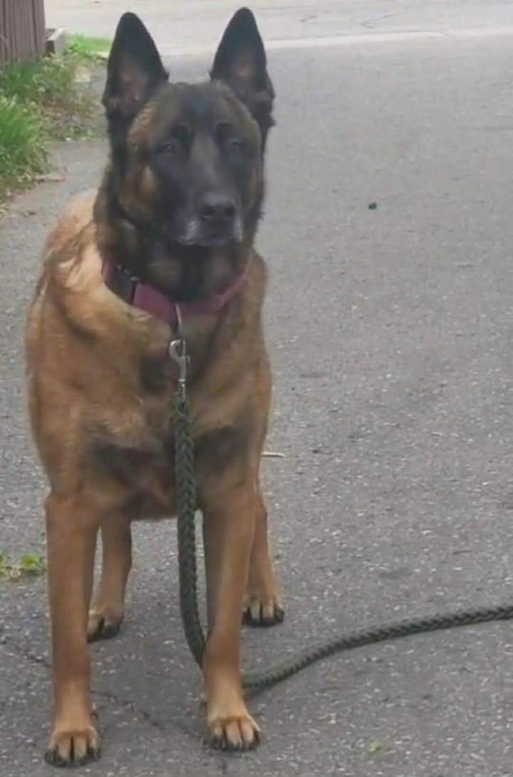 Nino, adopted, Adult Male Belgian Shepherd / Malinois.