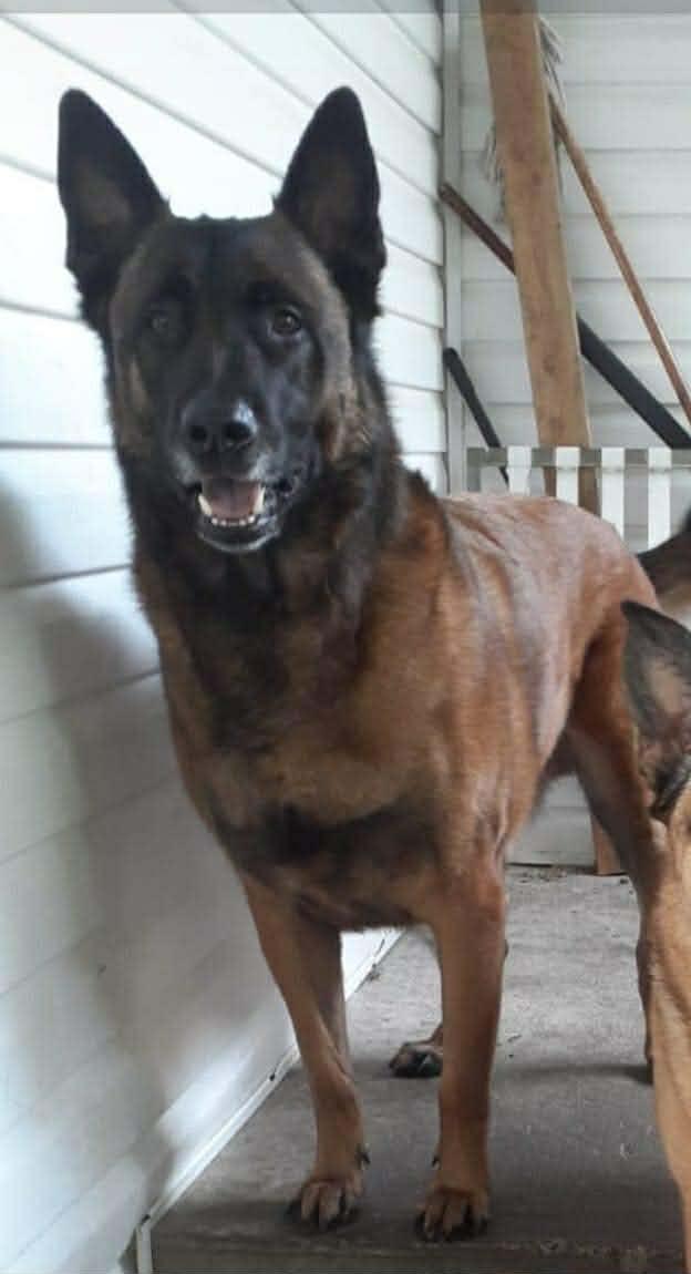 Enlarge Nino, an adopted Belgian Shepherd / Malinois in Rockwood, ON image 3/5