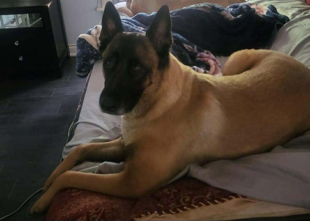 Enlarge Nino, an adopted Belgian Shepherd / Malinois in Rockwood, ON image 5/5