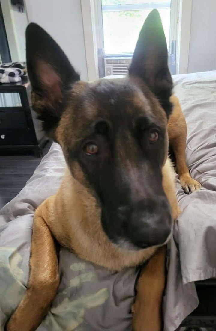 Enlarge Nino, an adopted Belgian Shepherd / Malinois in Rockwood, ON image 2/5