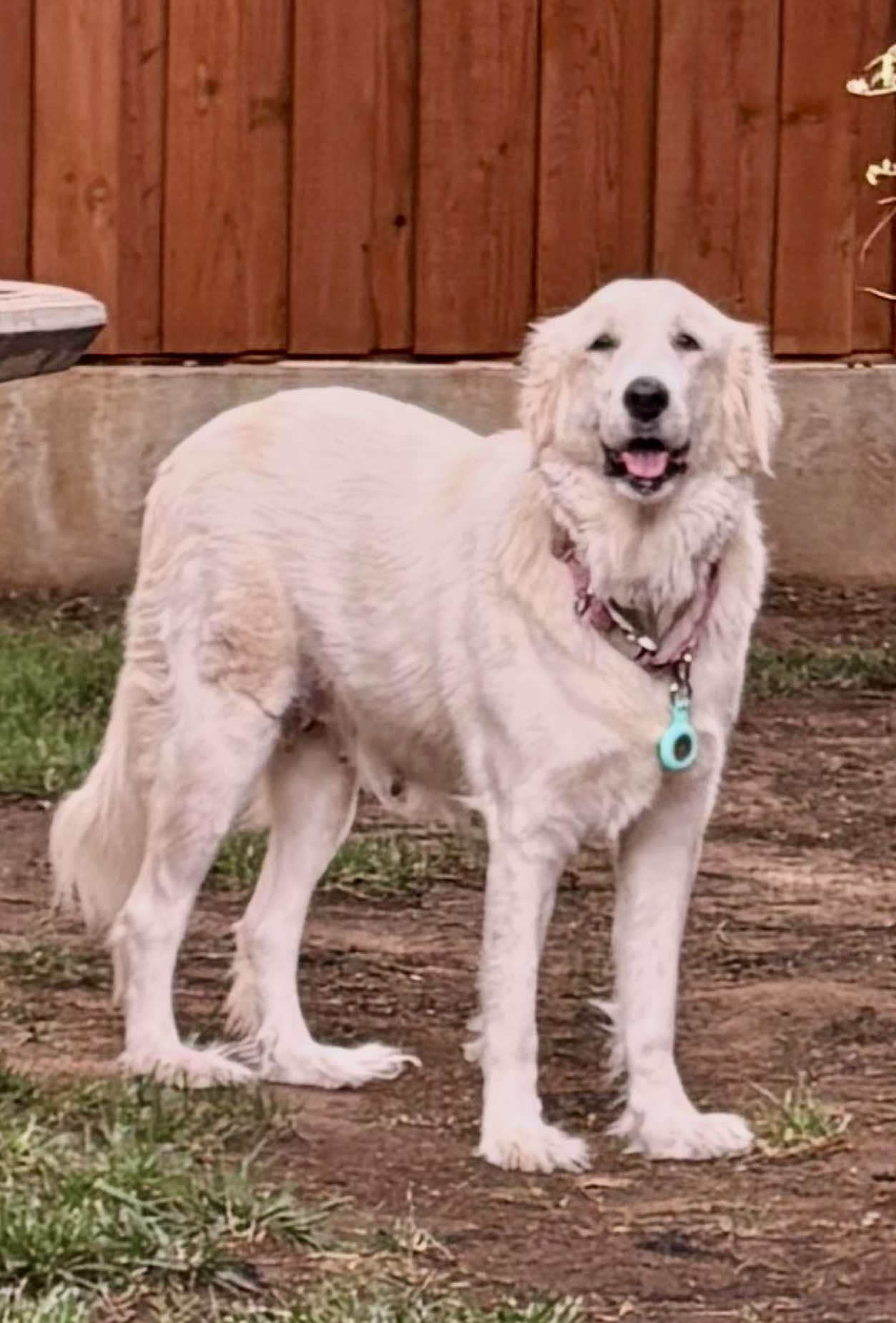 Clementine (Angel at adoption), Adopted, Adult Female Great Pyrenees.