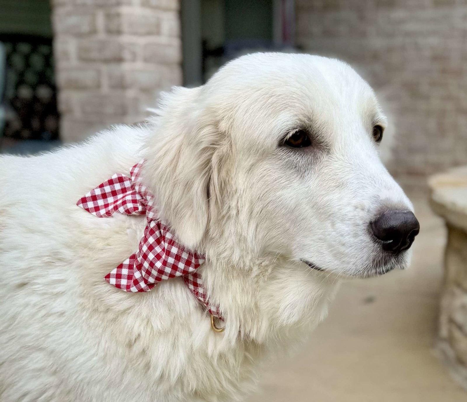 Enlarge Clementine (Angel at adoption), a Adopted Great Pyrenees in Houston, TX image 2/3