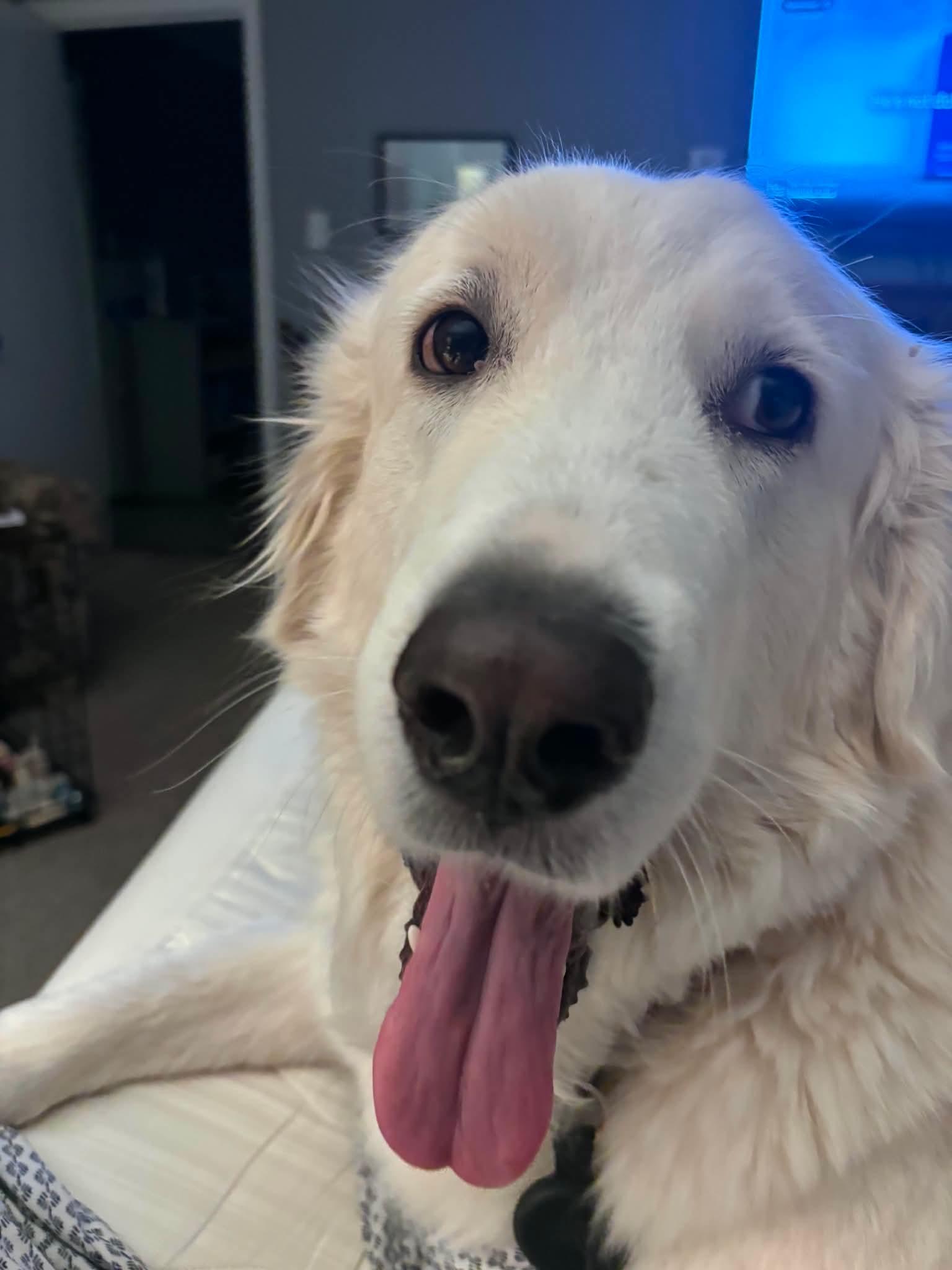 Enlarge Clementine (Angel at adoption), a Adopted Great Pyrenees in Houston, TX image 3/3