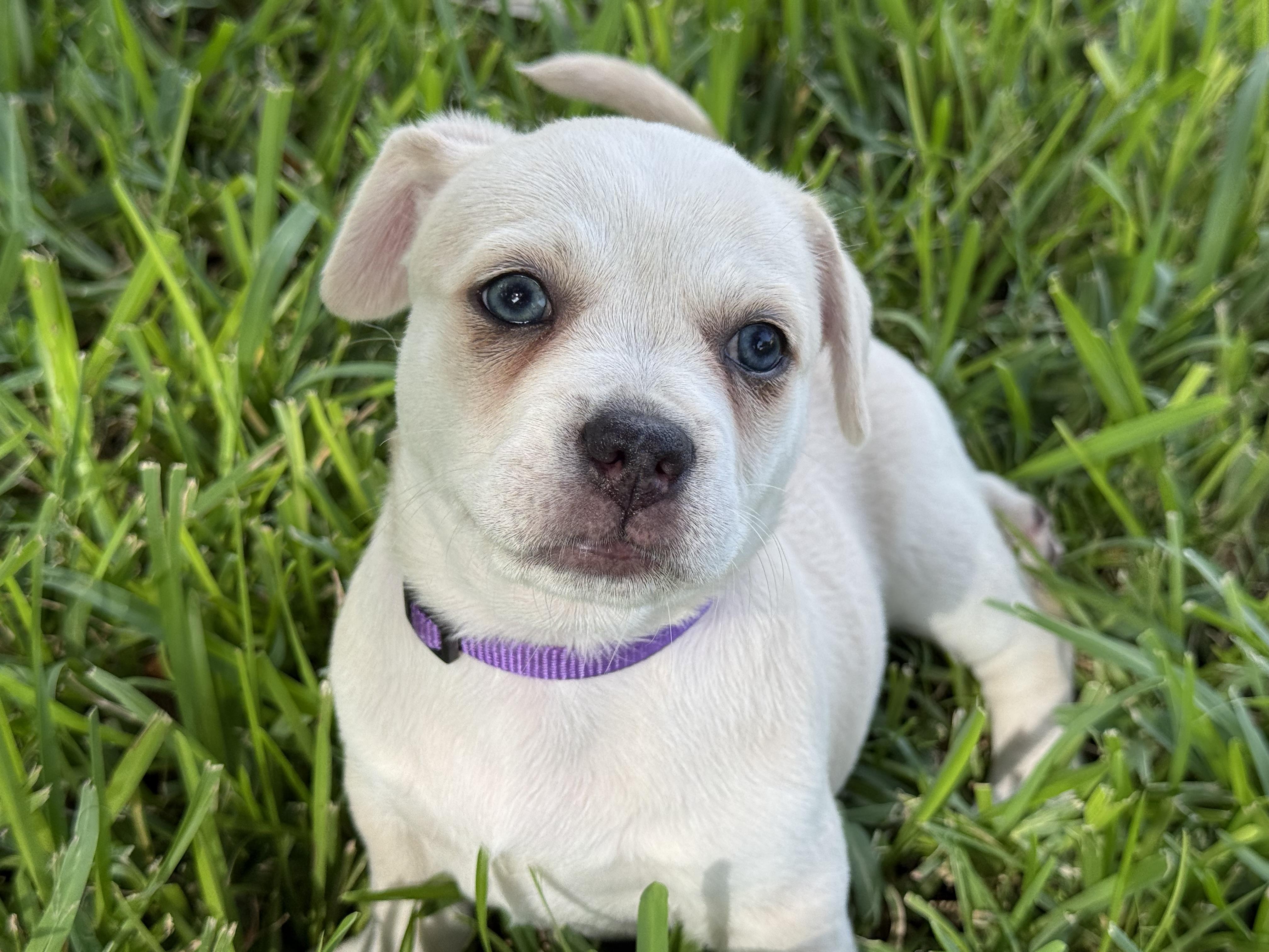 FiFi, an adopted mixed breed in Tampa, FL image 1/4